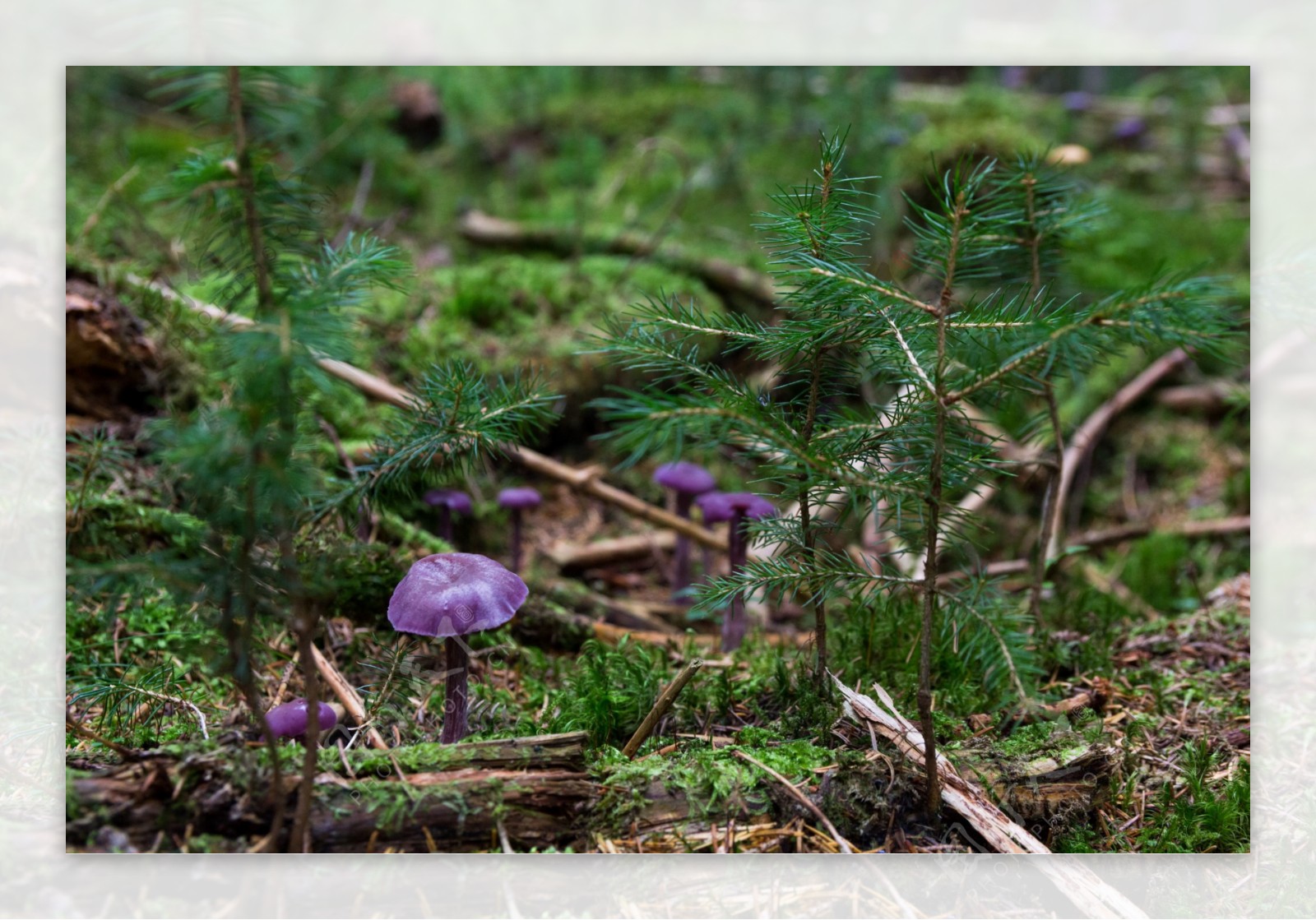 紫色蘑菇图片