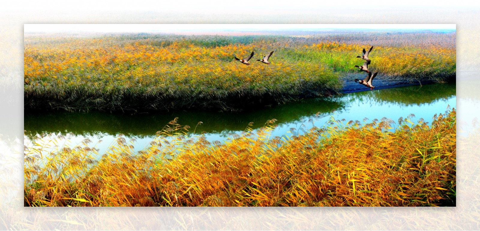 秋天的苇海图片
