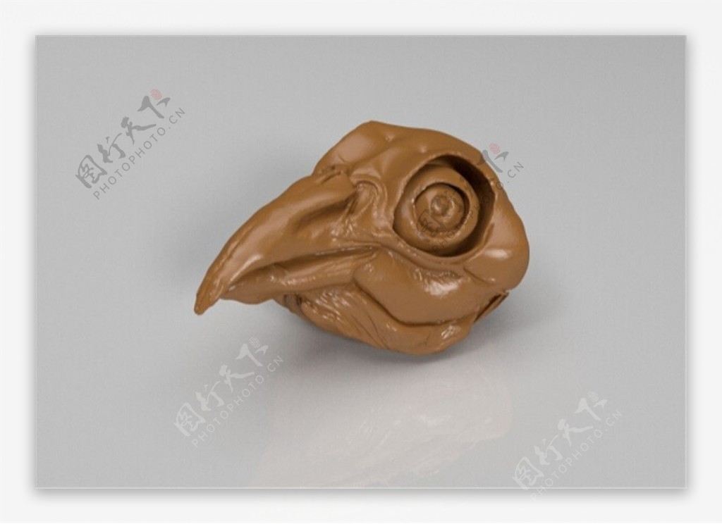 鸟头骨3D打印模型
