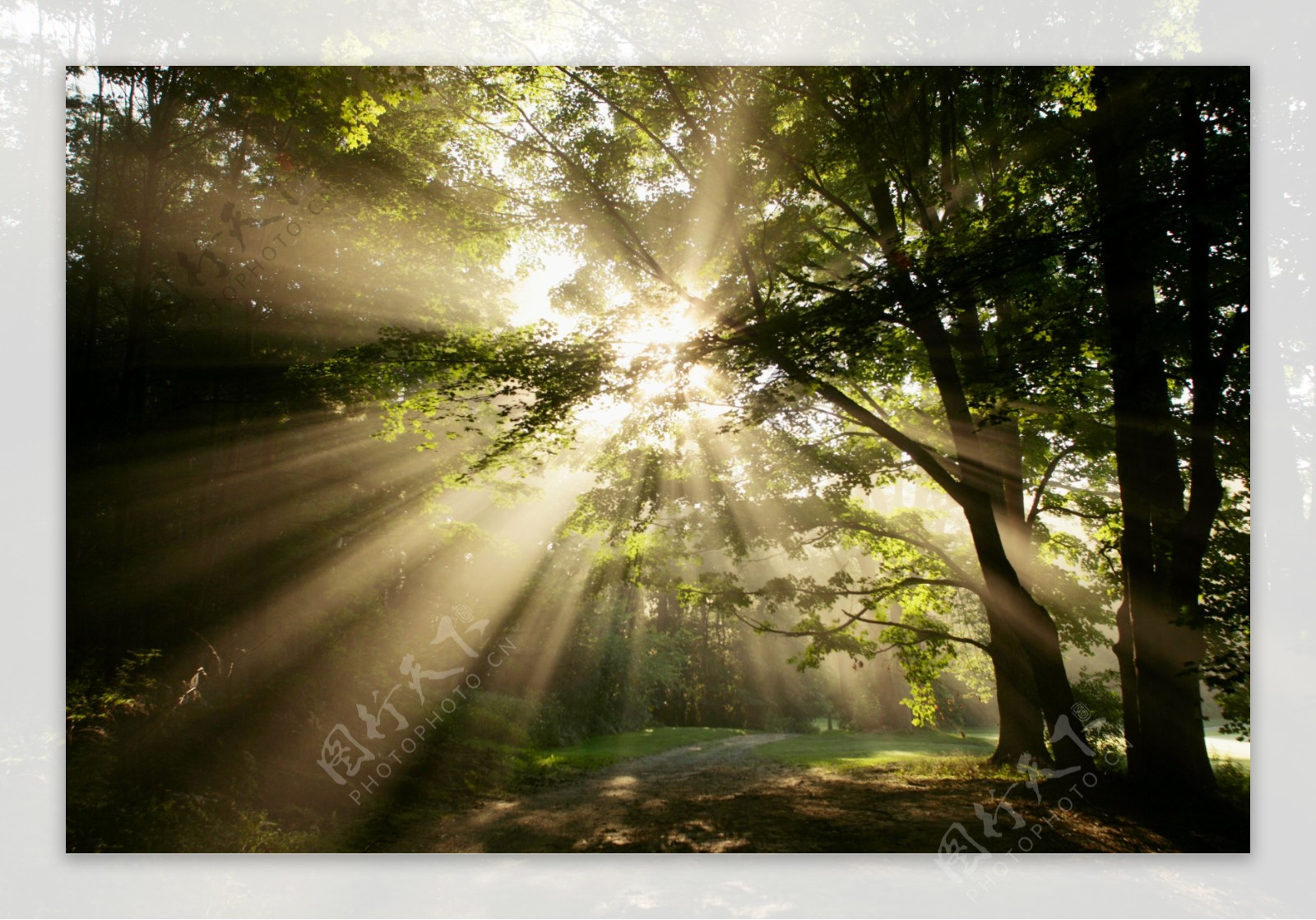 阳光与绿色森林图片