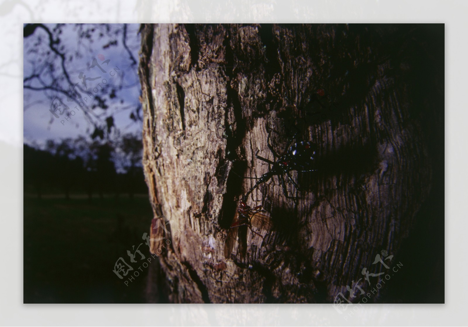 树干上的昆虫摄影