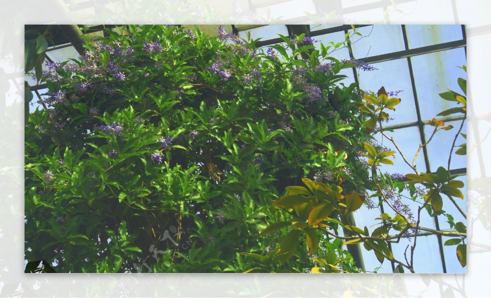 绿色树木与紫色花朵