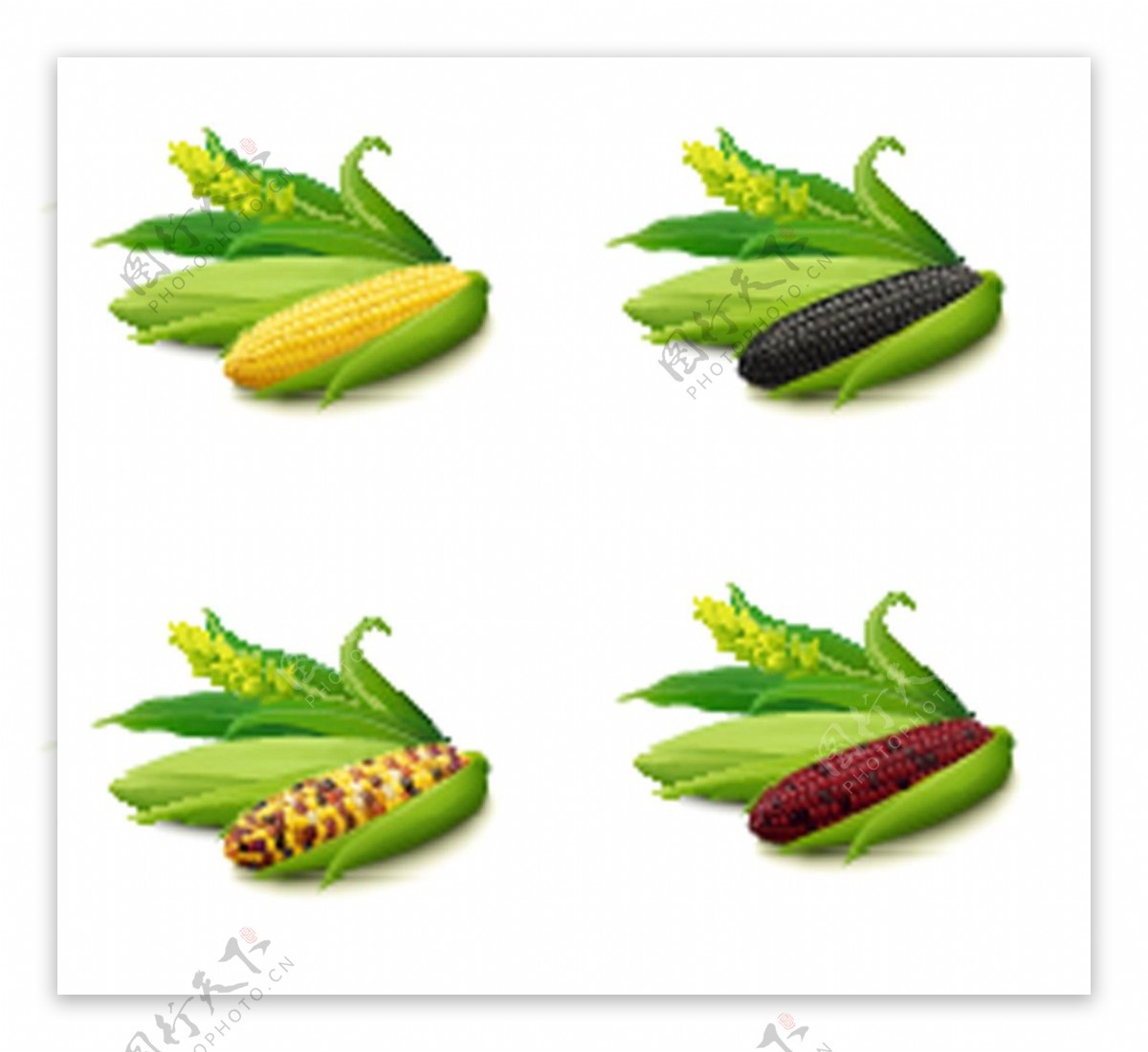 农作物玉米