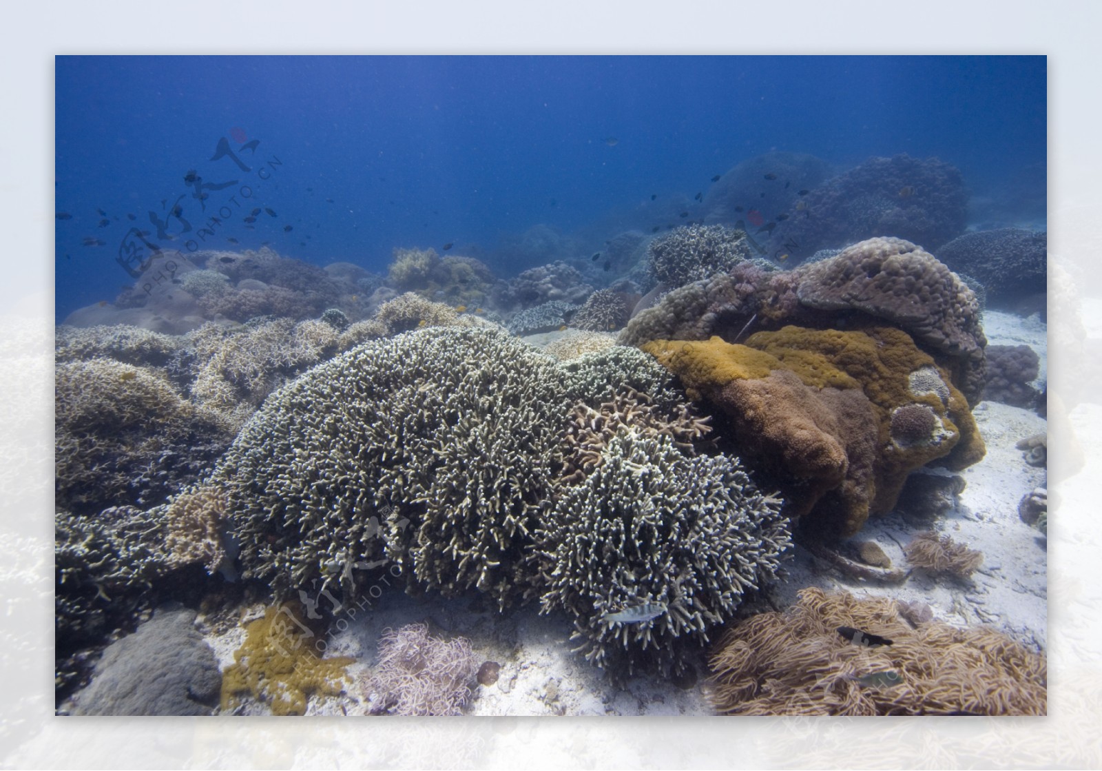 海底珊瑚群