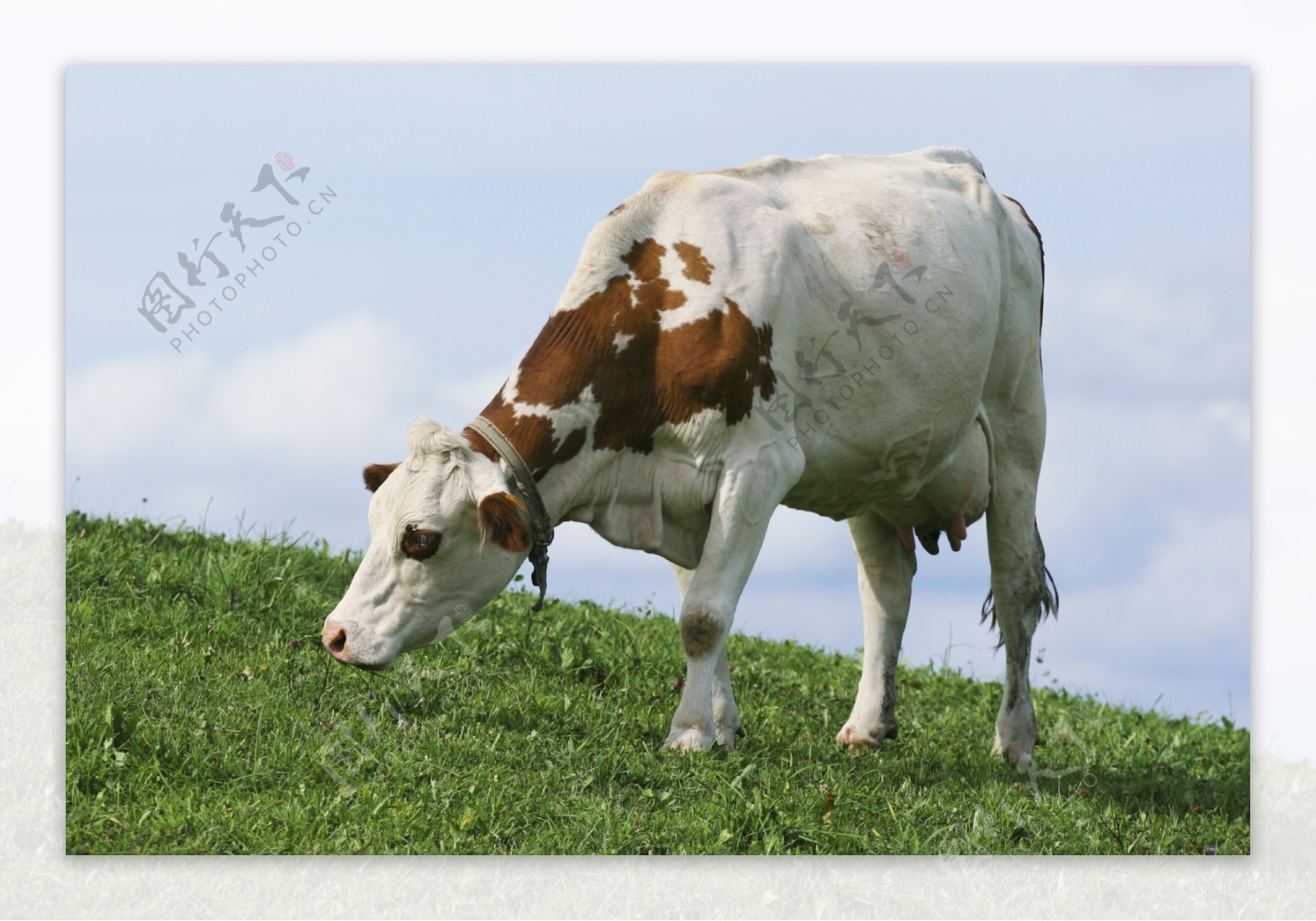 草地上的奶牛摄影