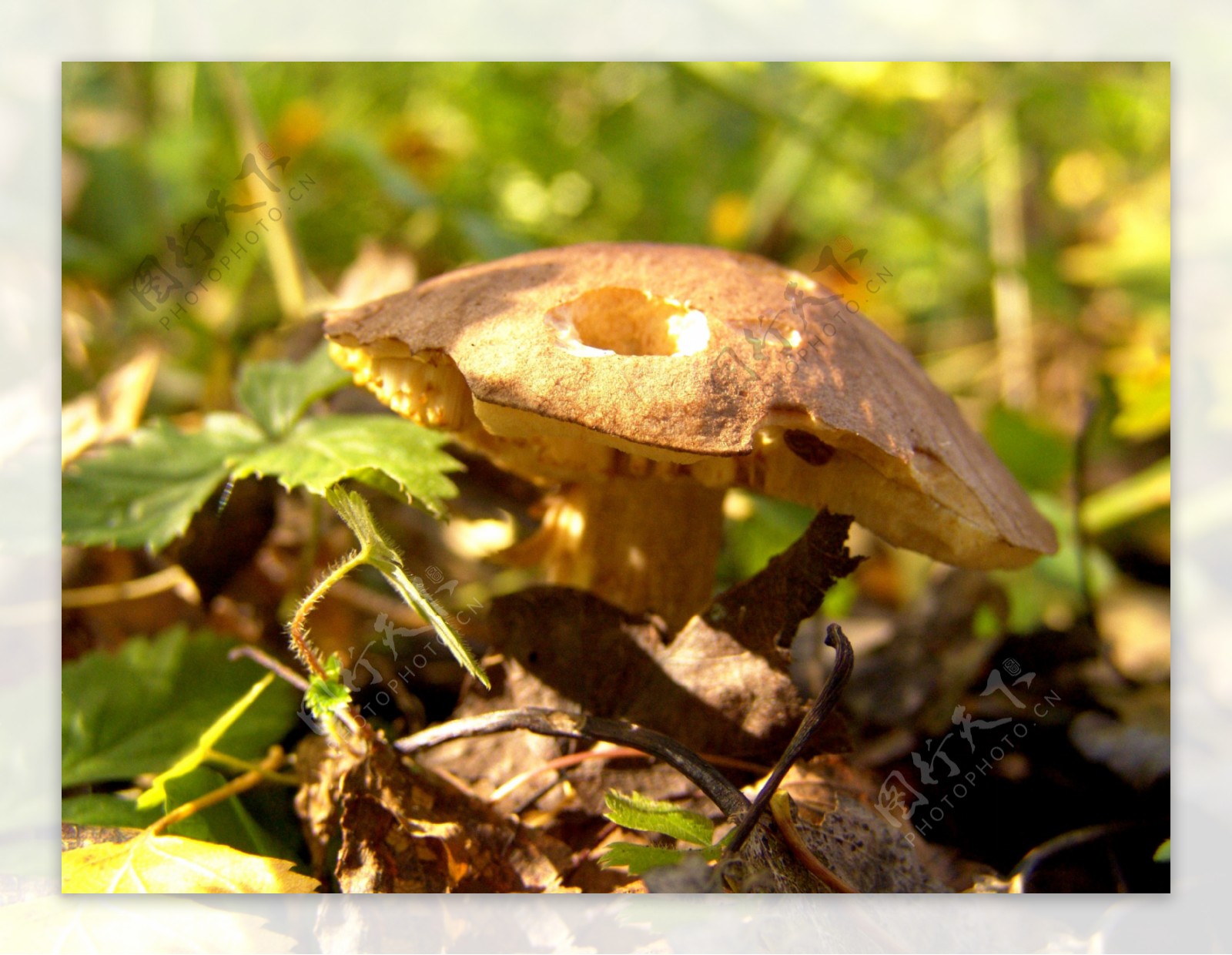 蘑菇菌类摄影