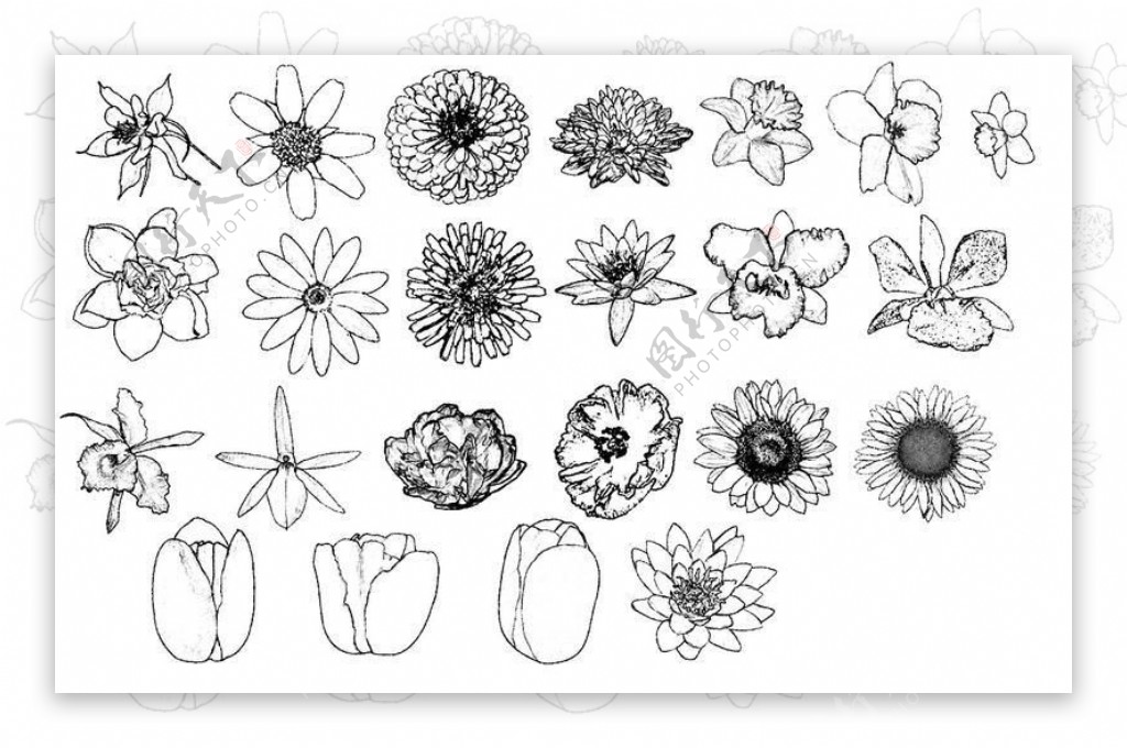 手绘鲜花花朵Photoshop笔刷素材