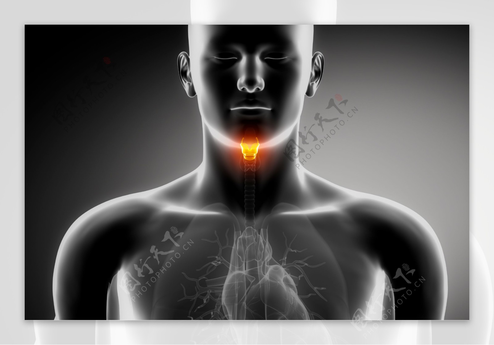 男性喉咙器官图片