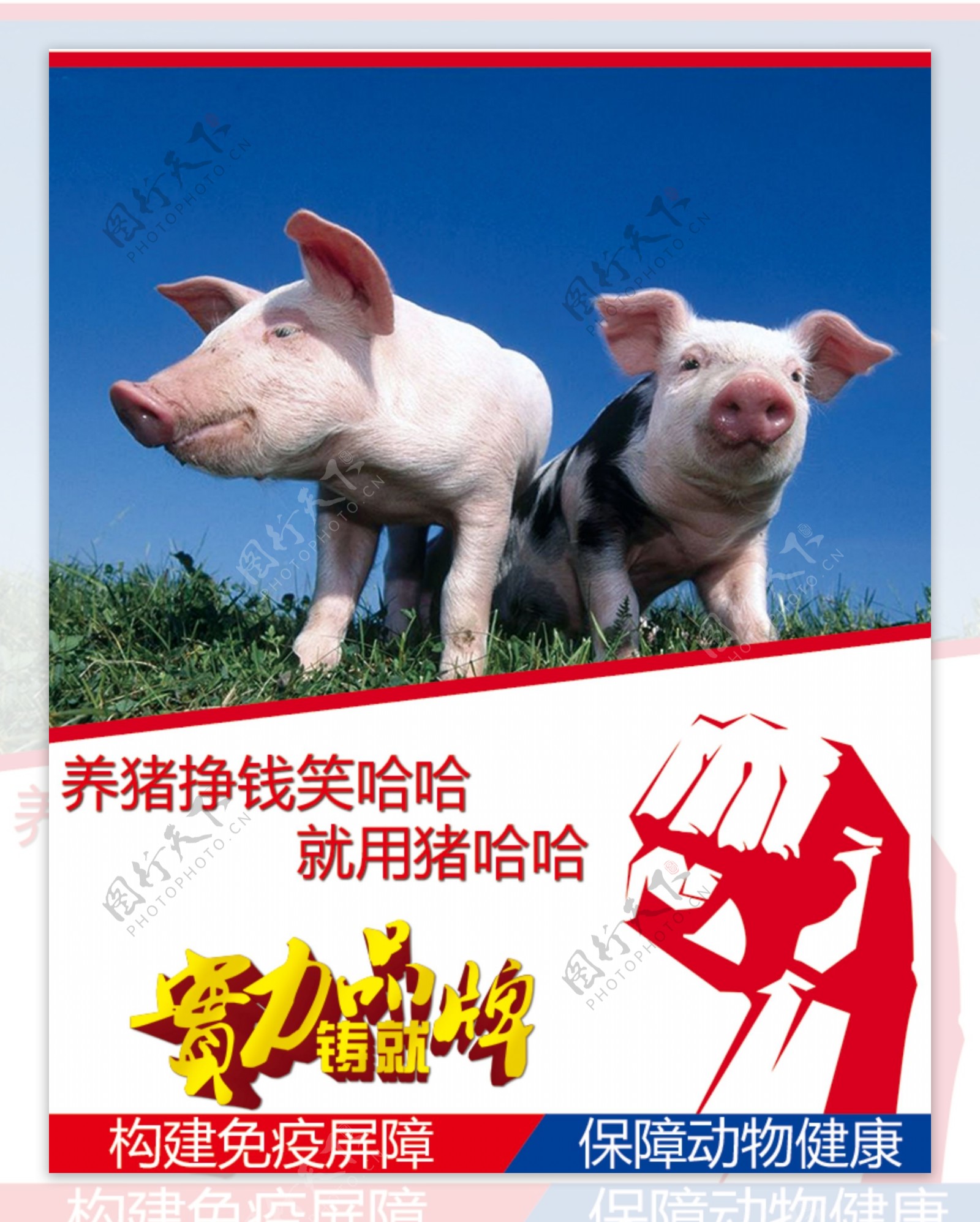 猪饲料海报