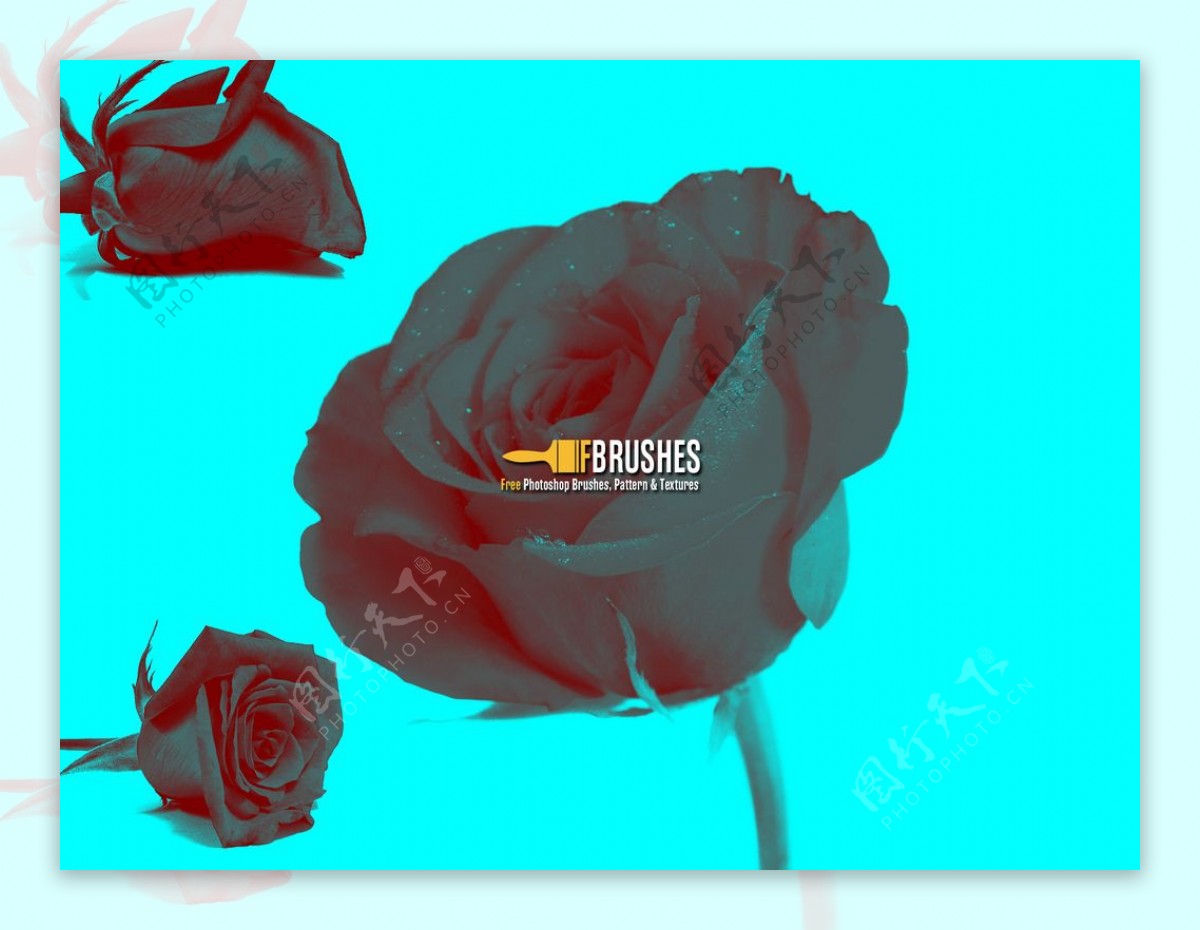 真实的玫瑰花鲜花Photoshop花朵笔刷