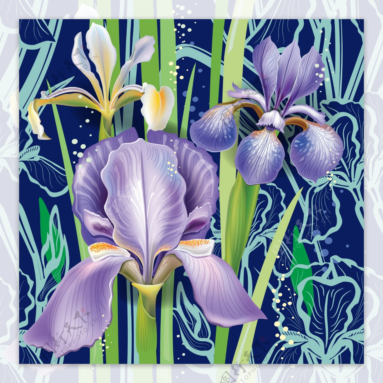 紫色兰花背景