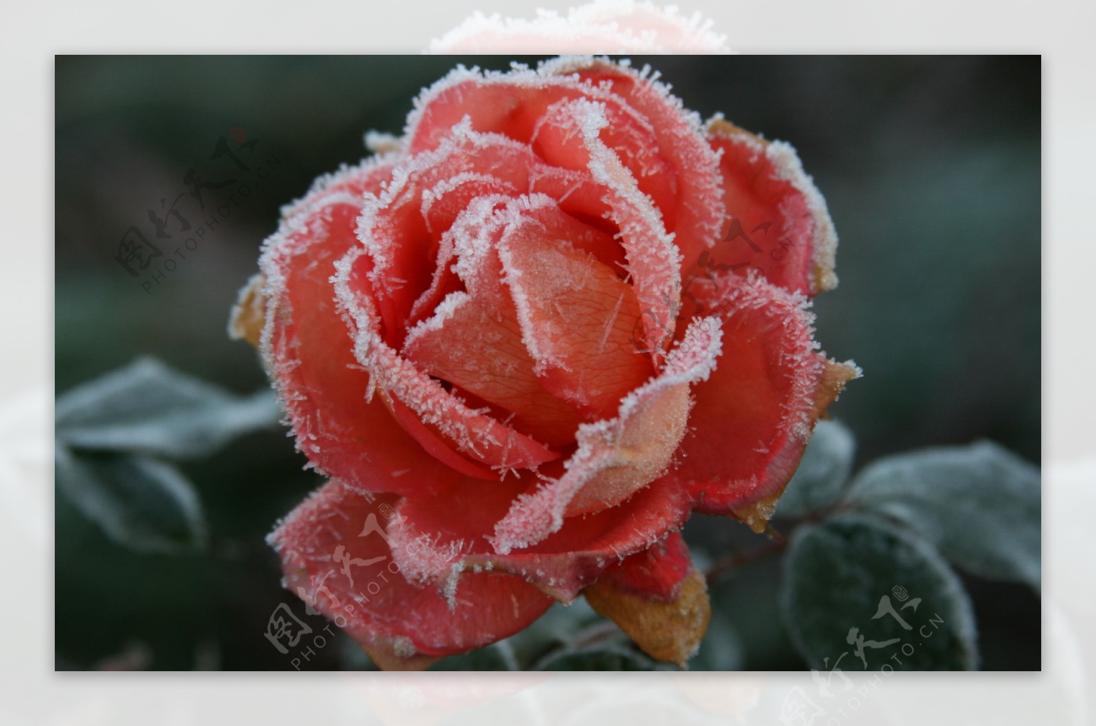 冰雪香槟玫瑰图片