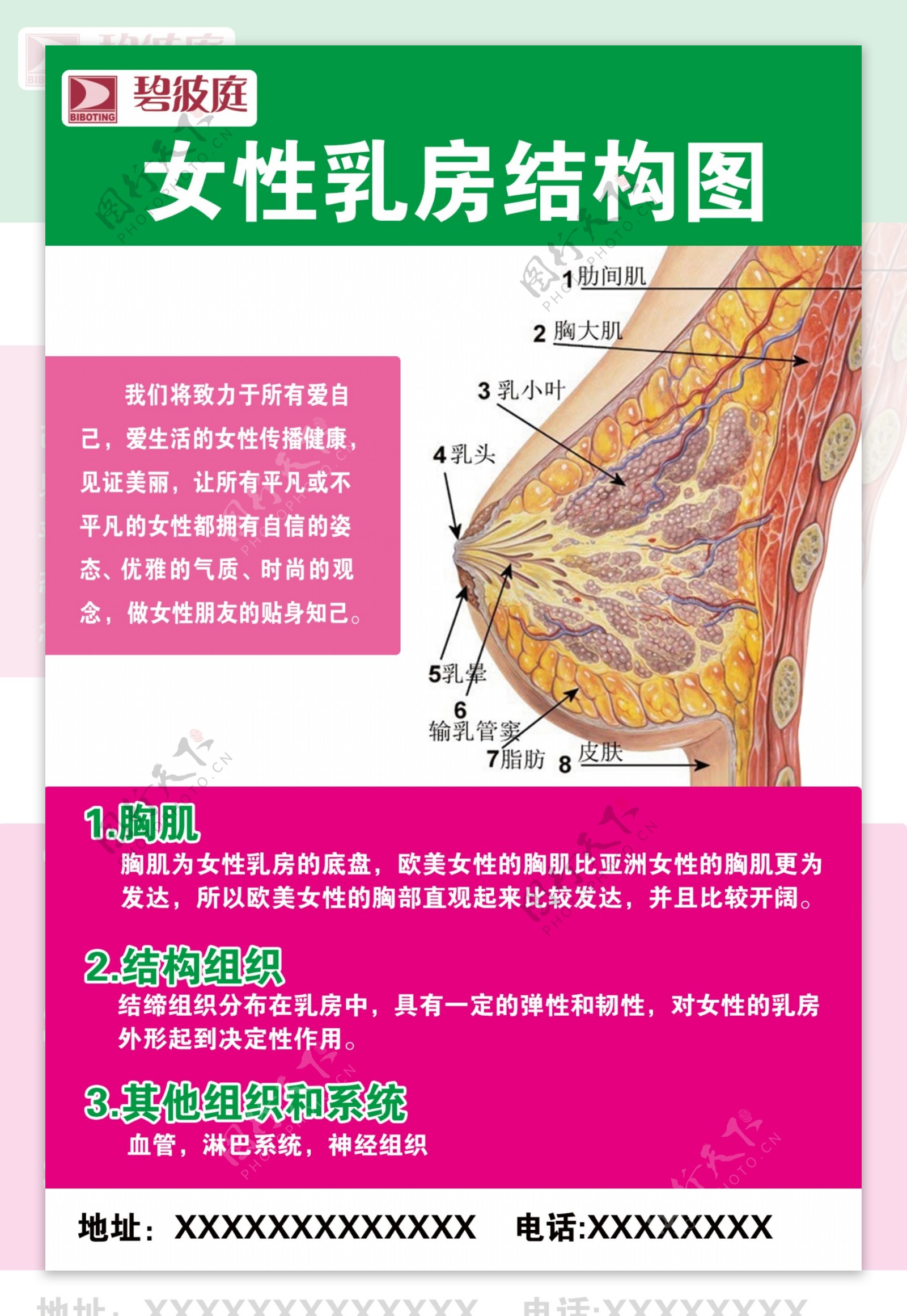 乳房结构图
