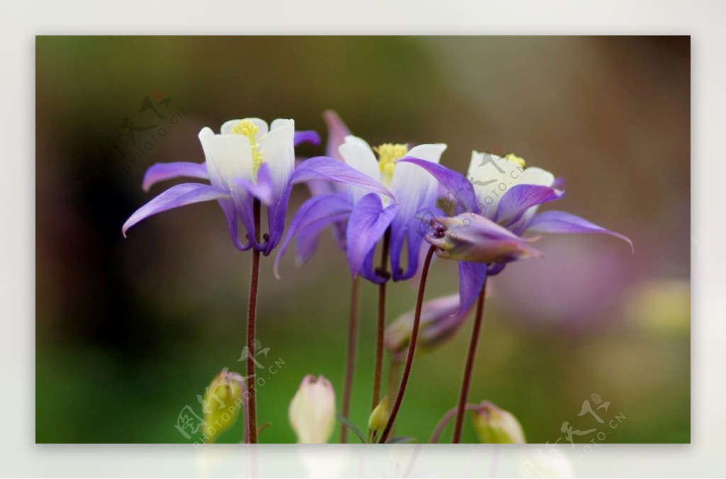位图植物花朵写实花卉猫爪花免费素材