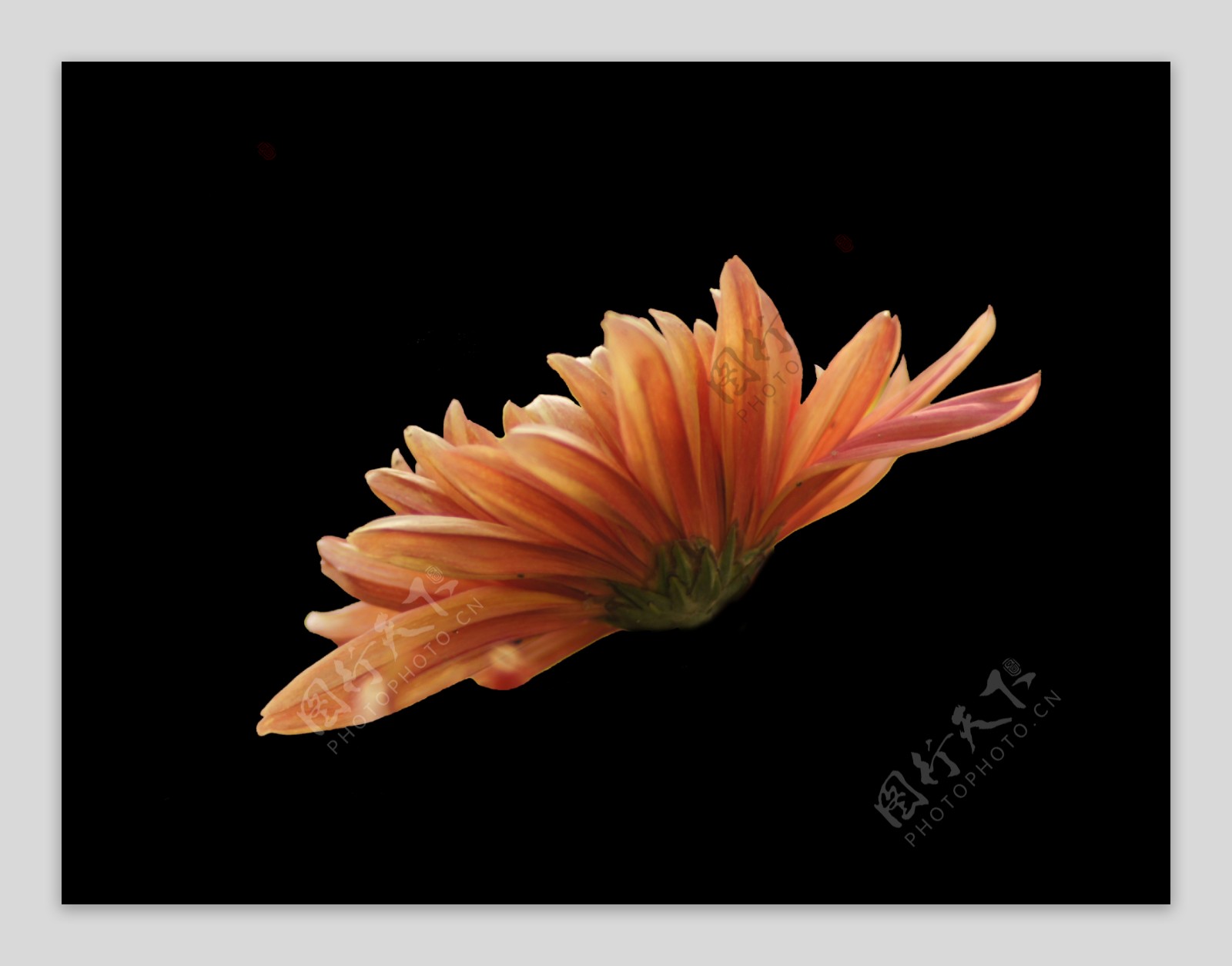 位图植物花朵菊花写实花卉免费素材