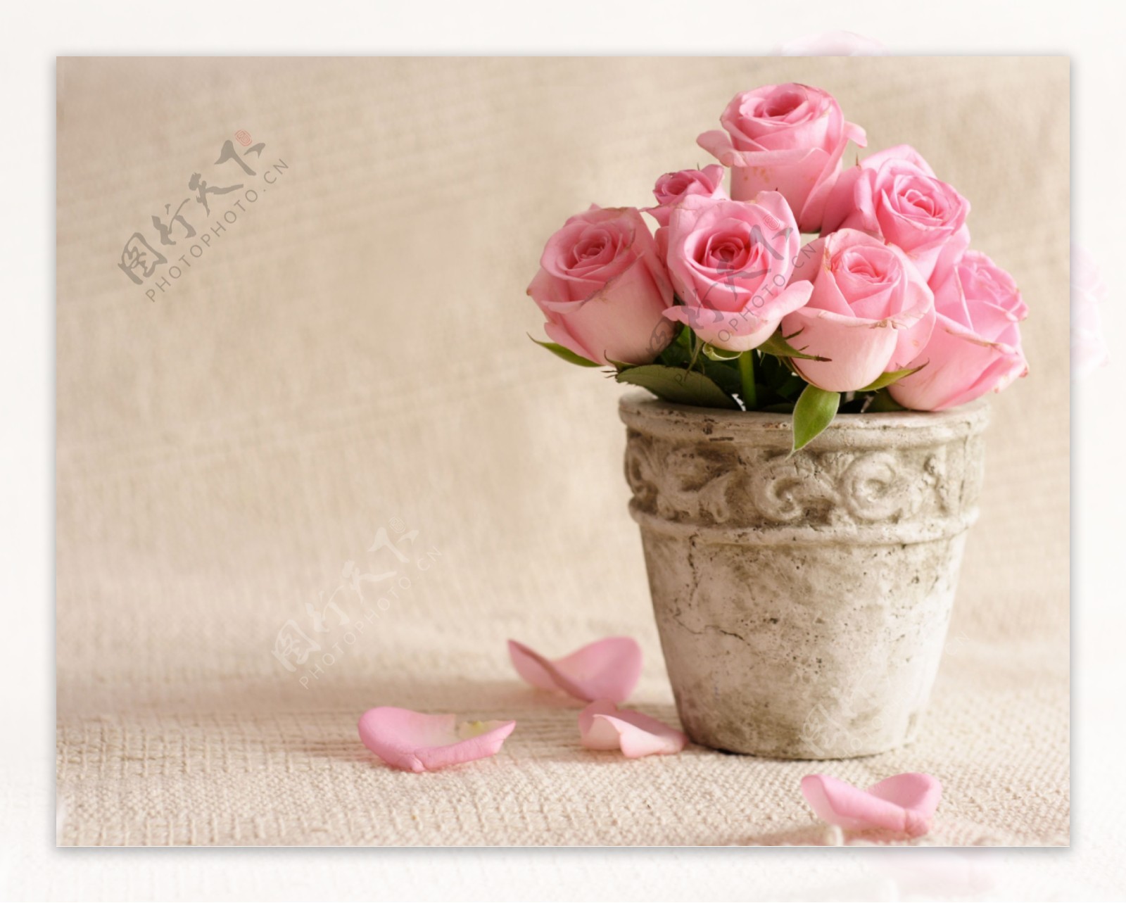 玫瑰花盆与花瓣背景
