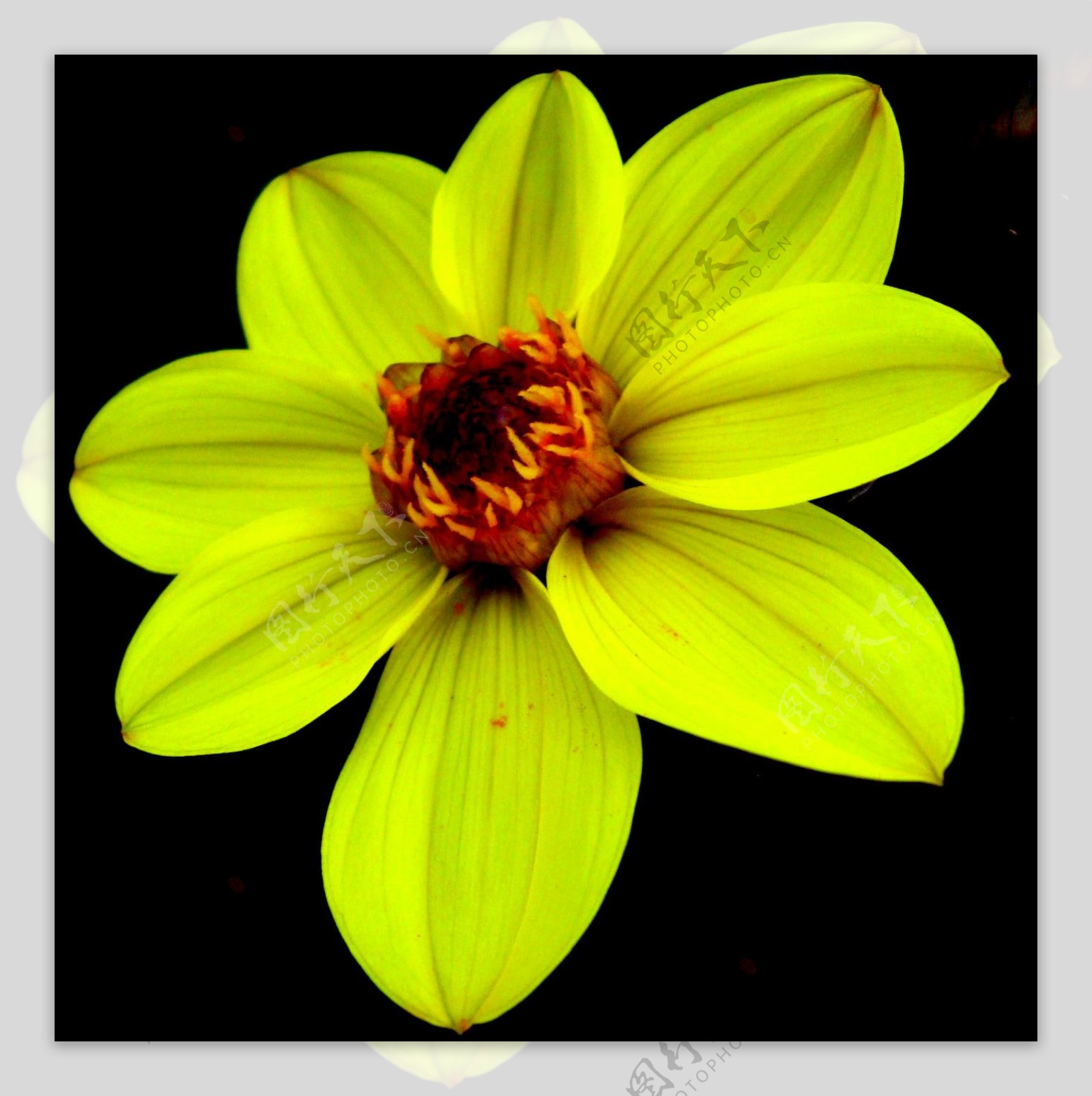 位图植物摄影写实花卉花朵水仙免费素材