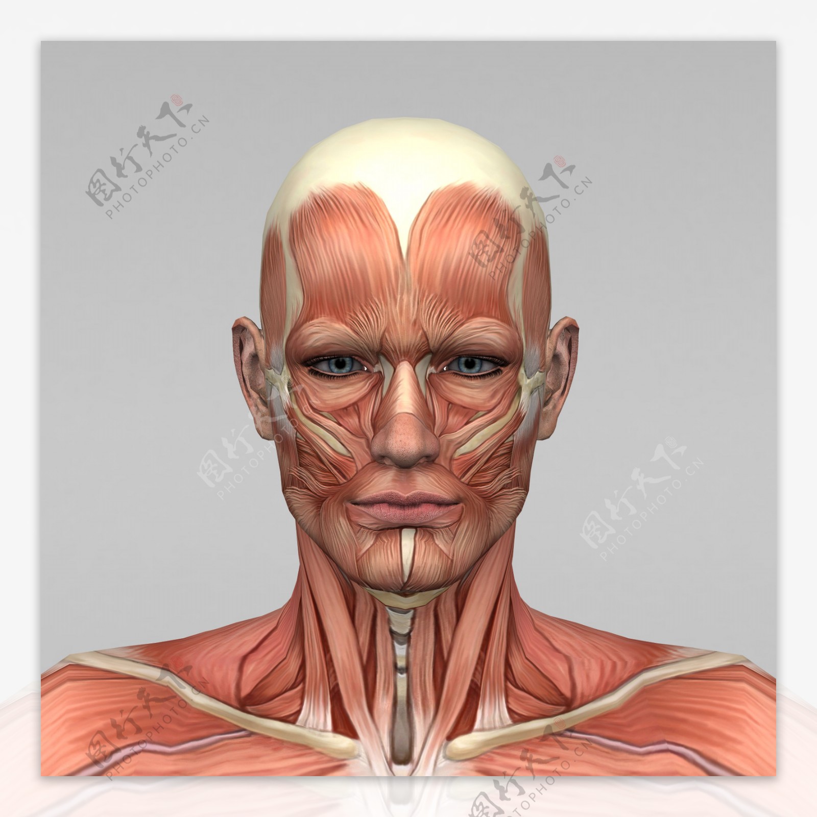 头部肌肉组织图片