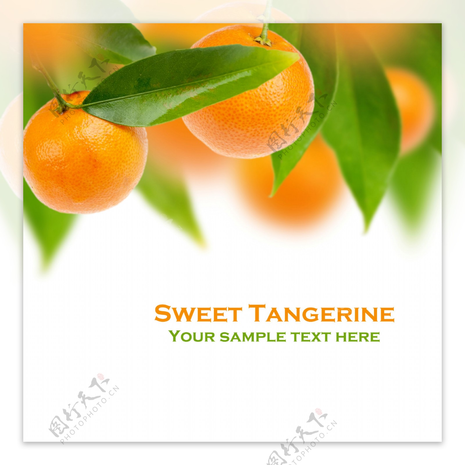 橘子背景图片