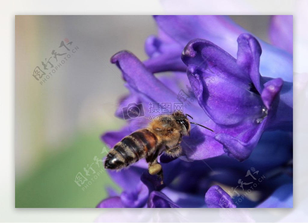 紫色花瓣上的蜜蜂