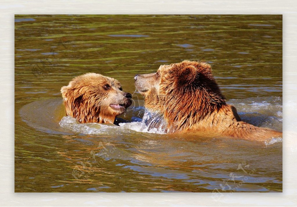 在湖中玩闹的马熊