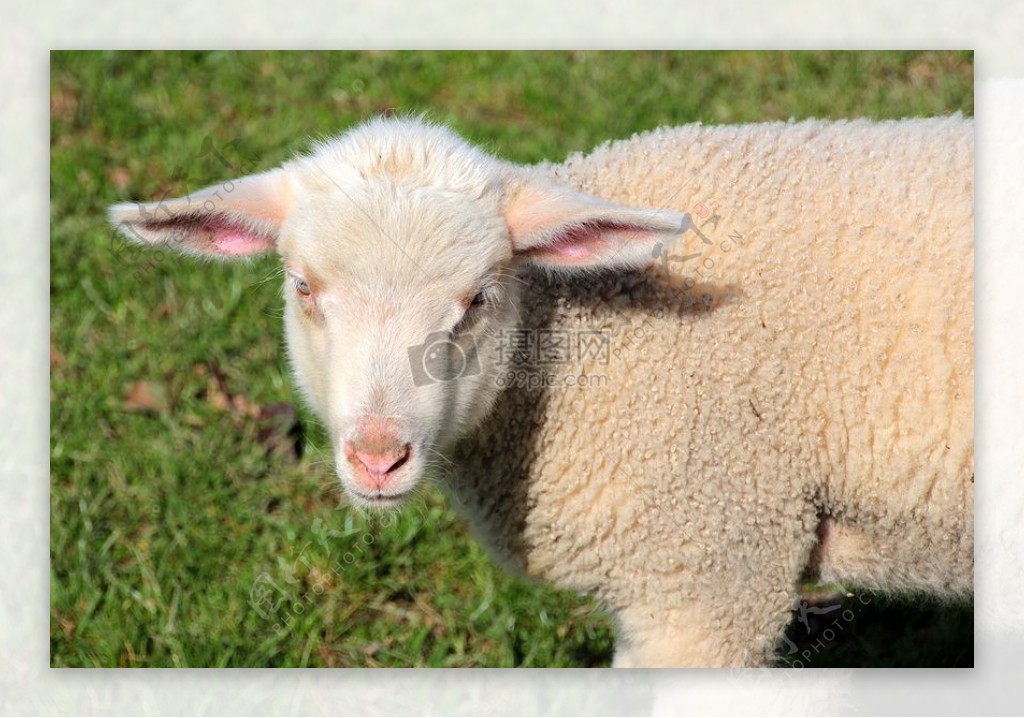 绿草地上的小羊羔