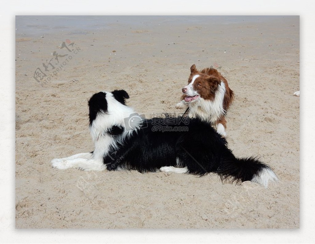 沙滩上的狗狗