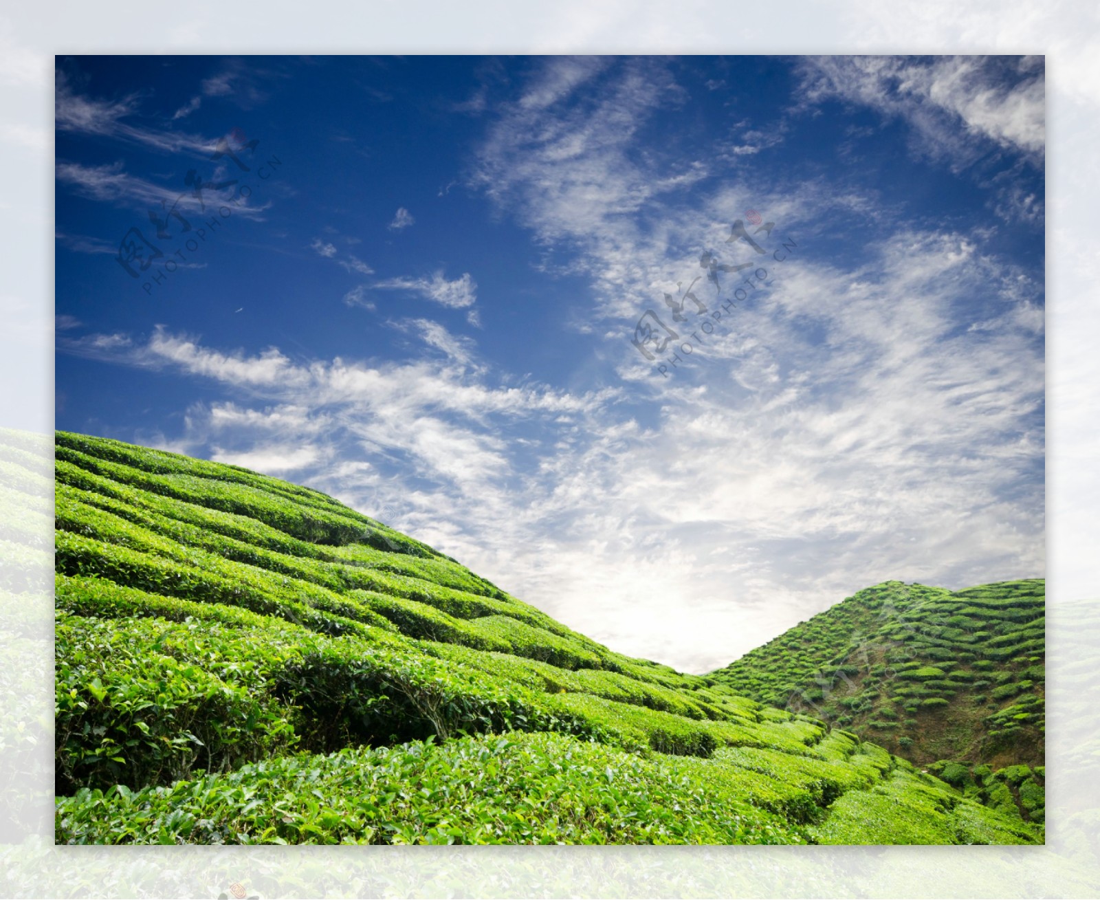 茶园茶山风景图片