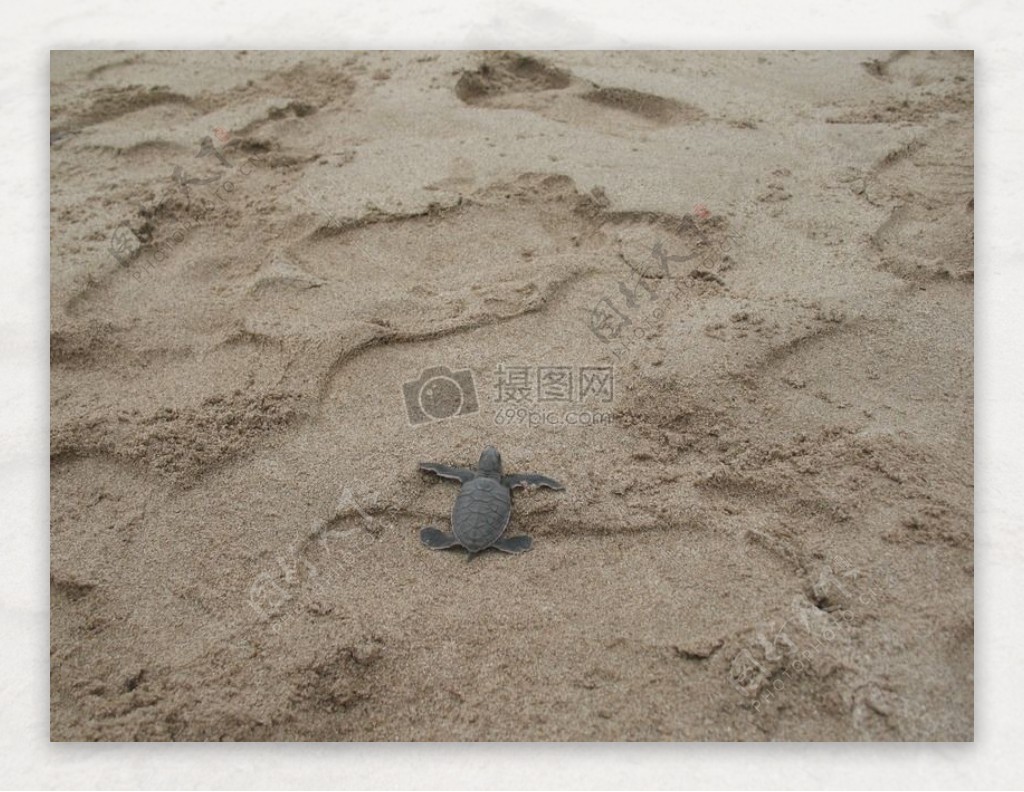 走在沙滩上的乌龟