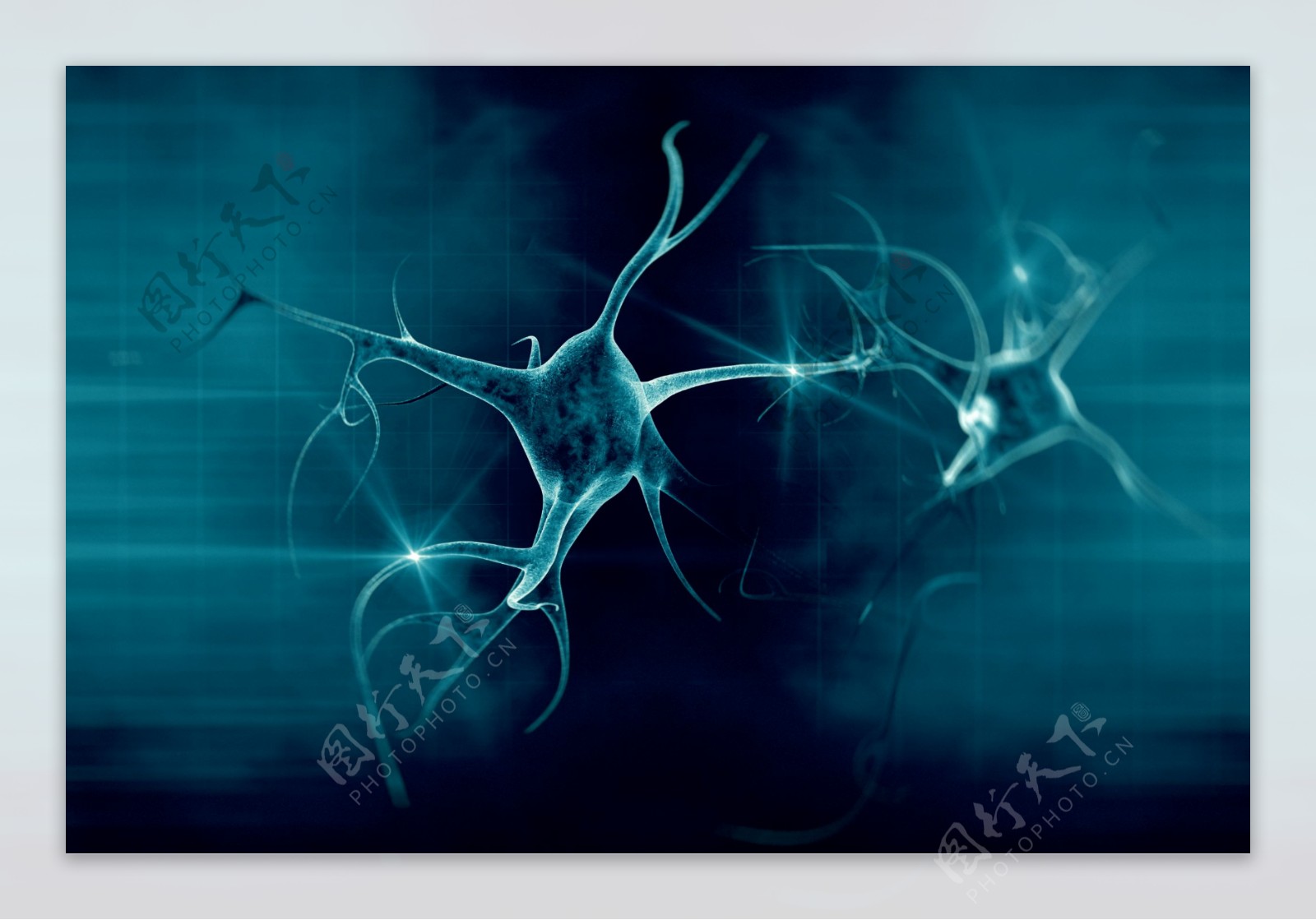 显微镜下的神经元图片