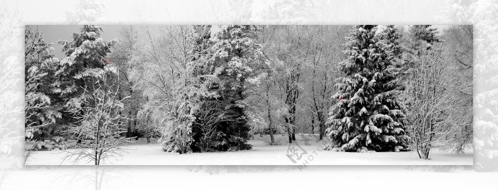 圣诞树雪景图片背景素材17