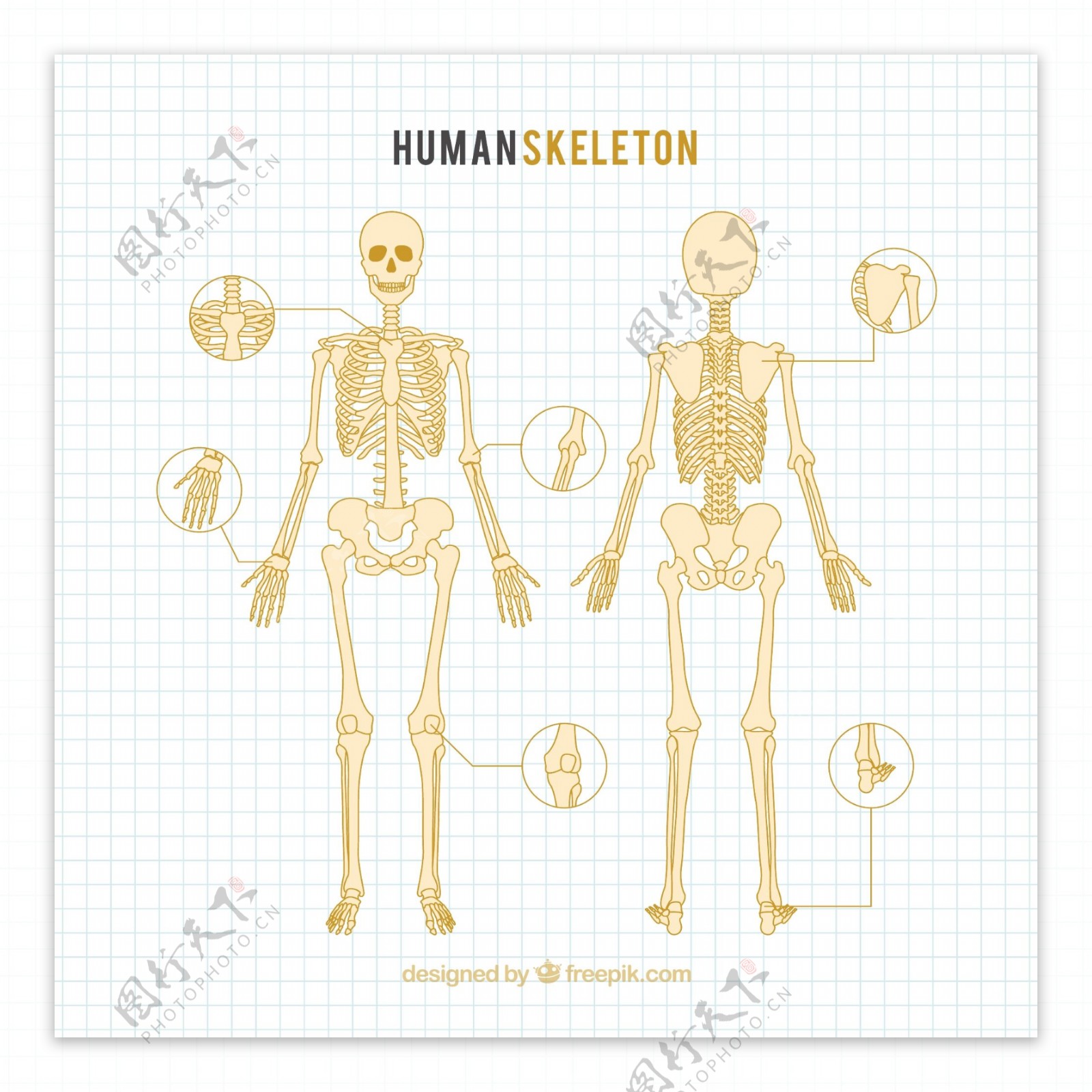 人体骨骼图片素材-编号07818197-图行天下