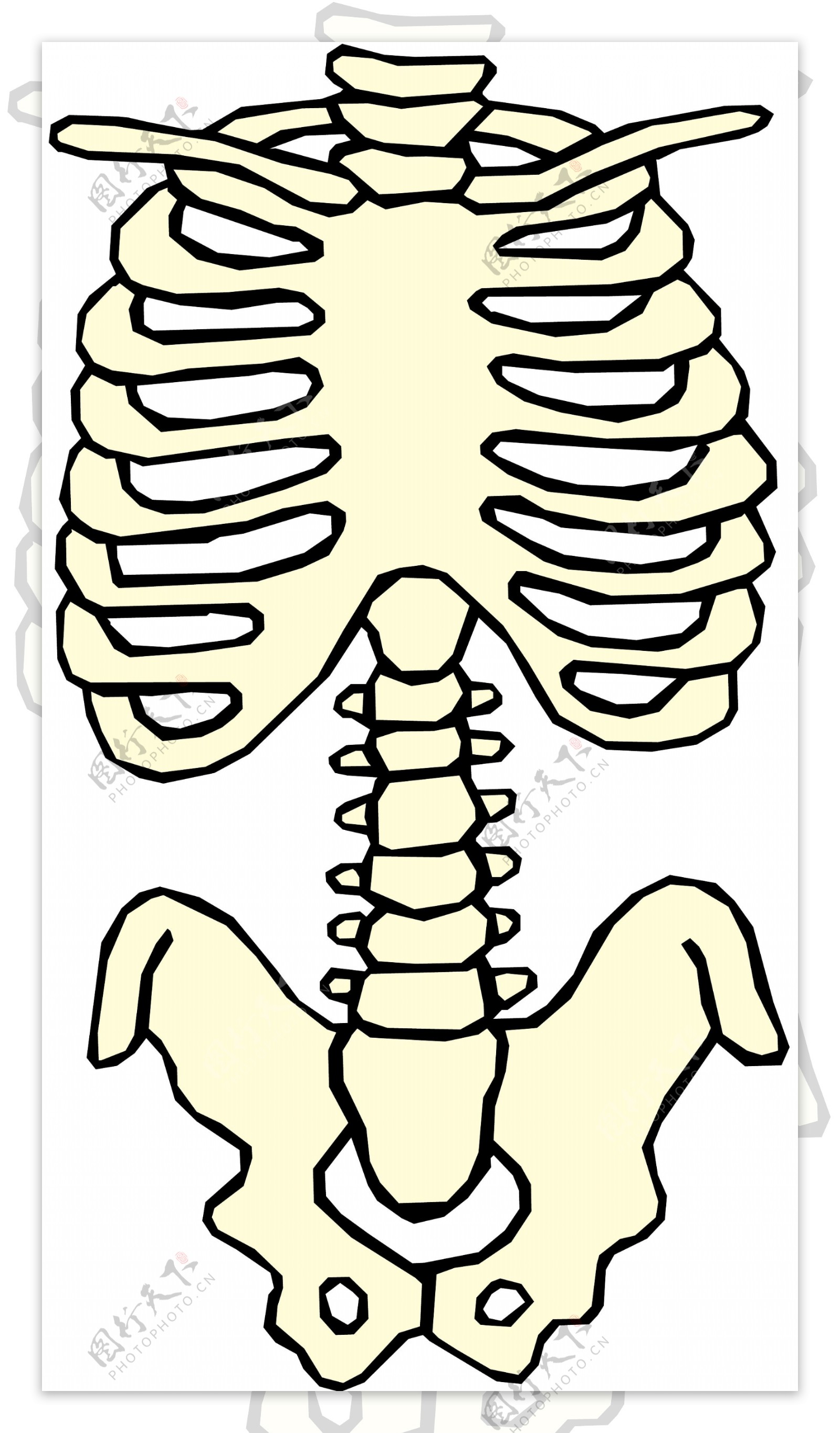 人体骨骼医用模型矢量素材EPS0220