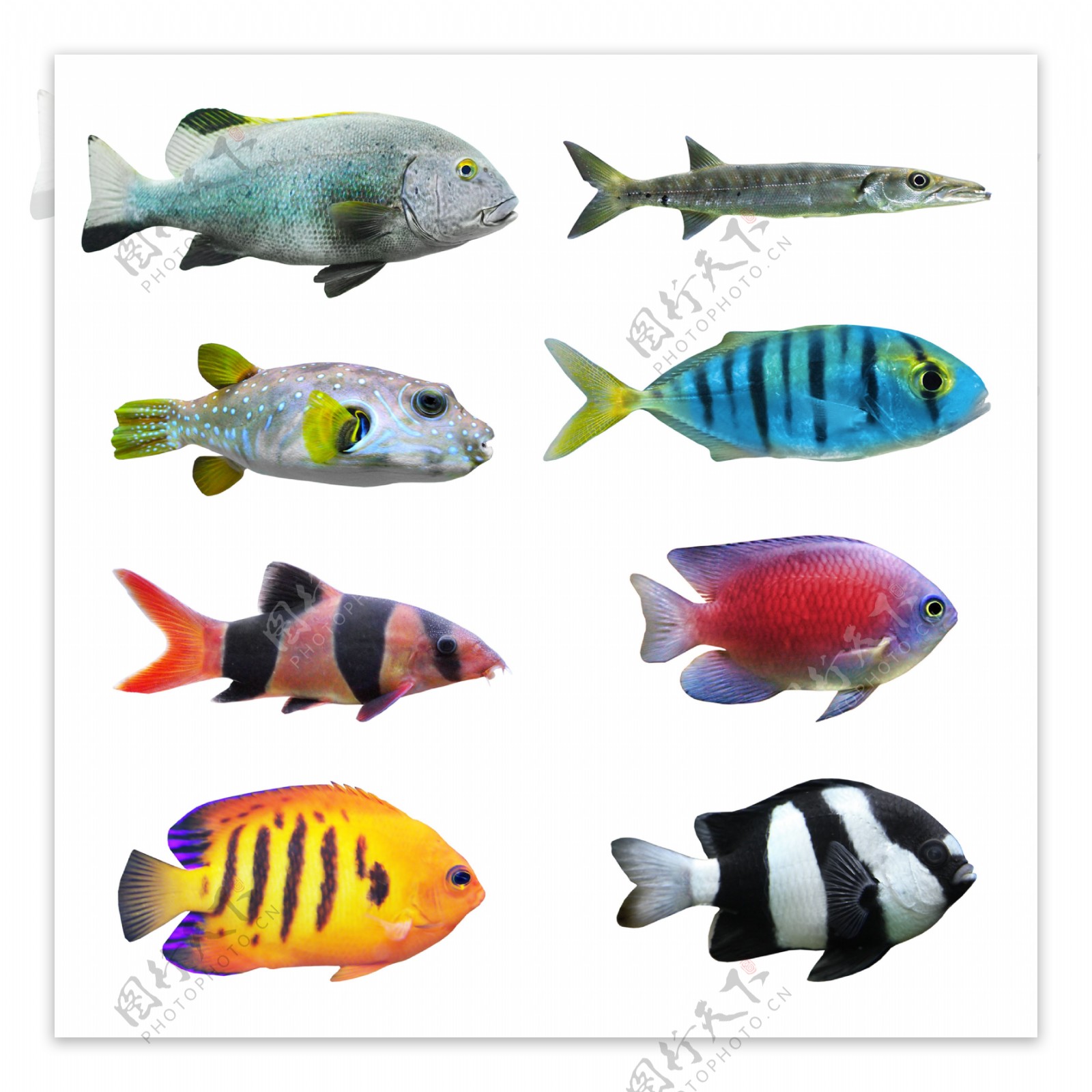 小鱼种类大全高清图片