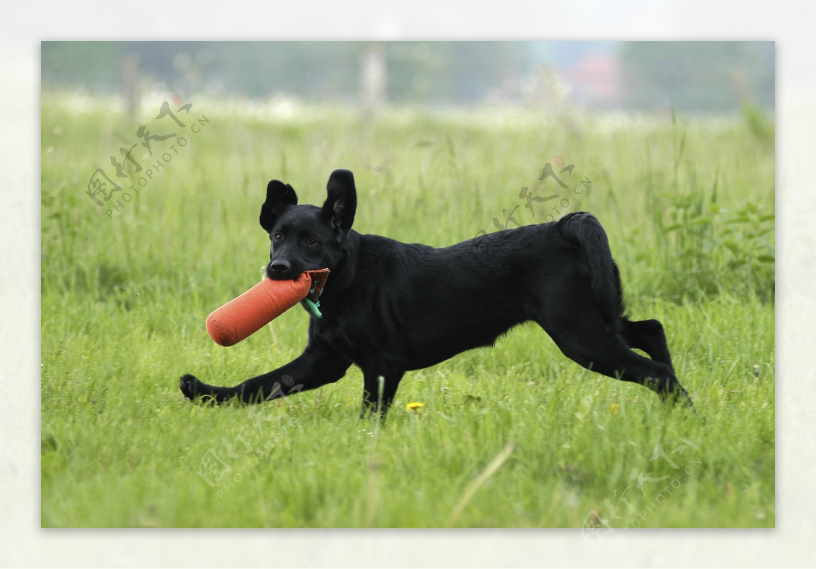 在草地上玩耍的黑狗