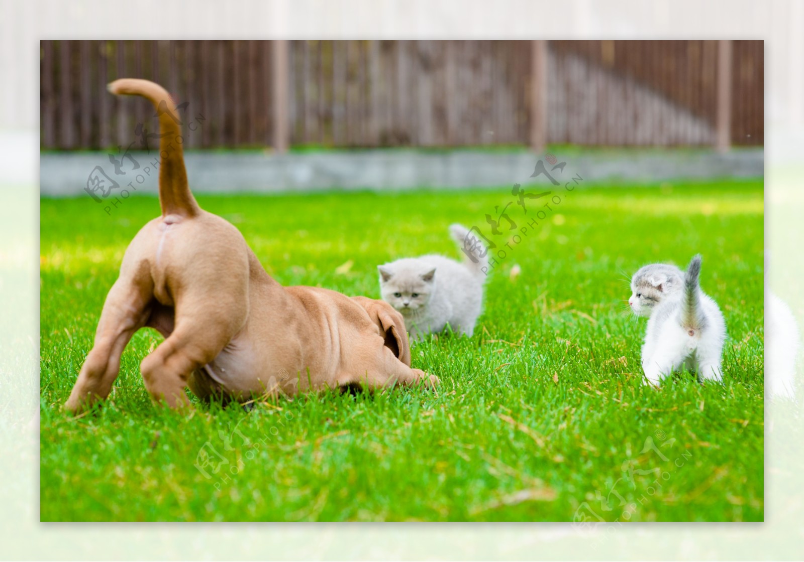 草地上的小狗与小猫