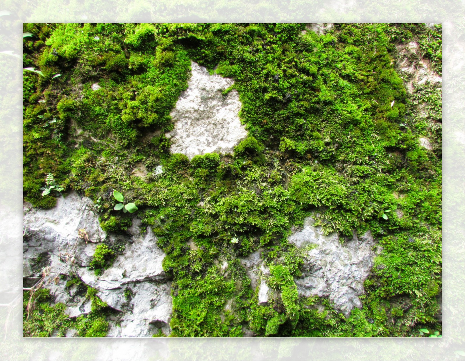 石墙上的苔藓图片