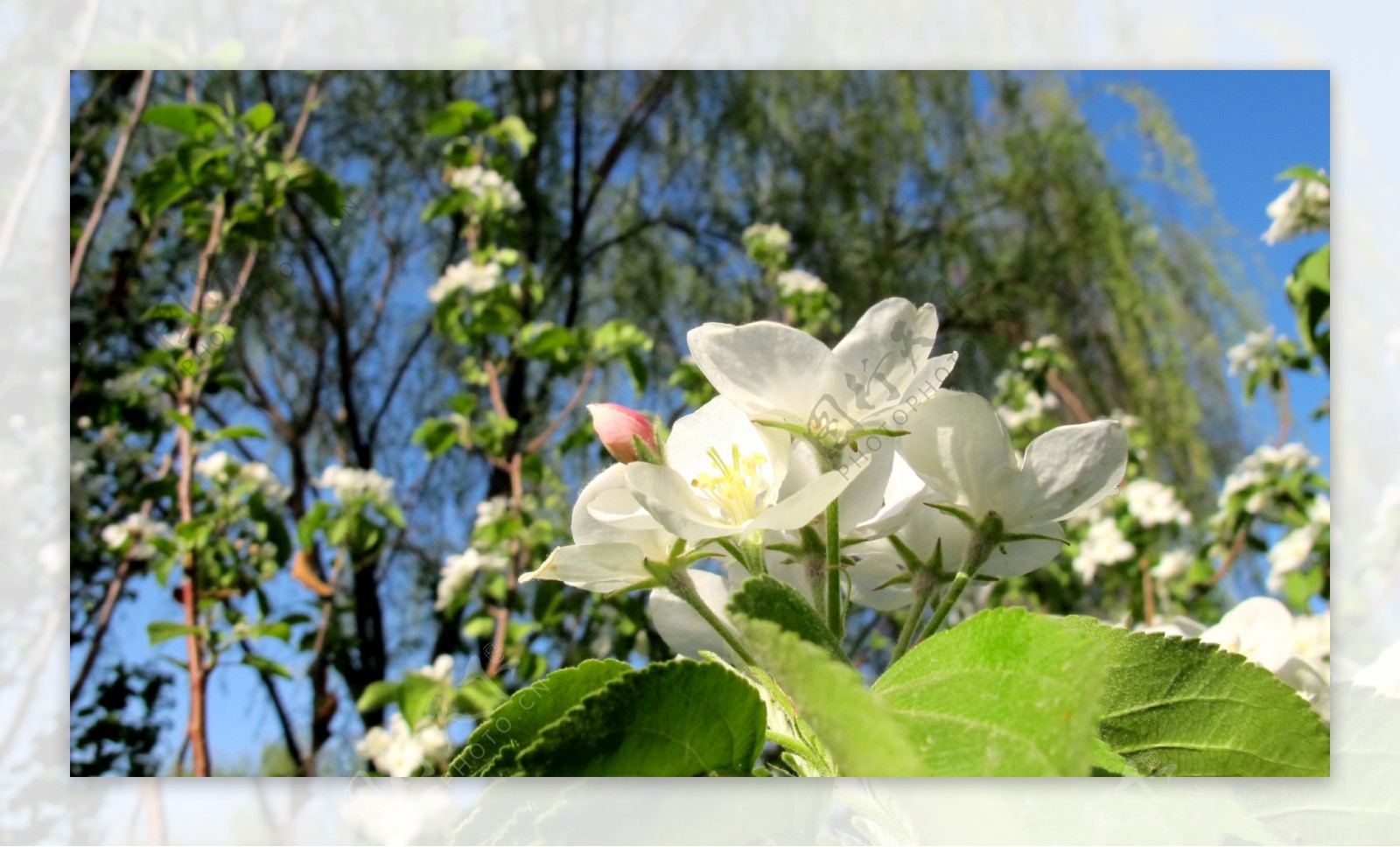 苹果花图片