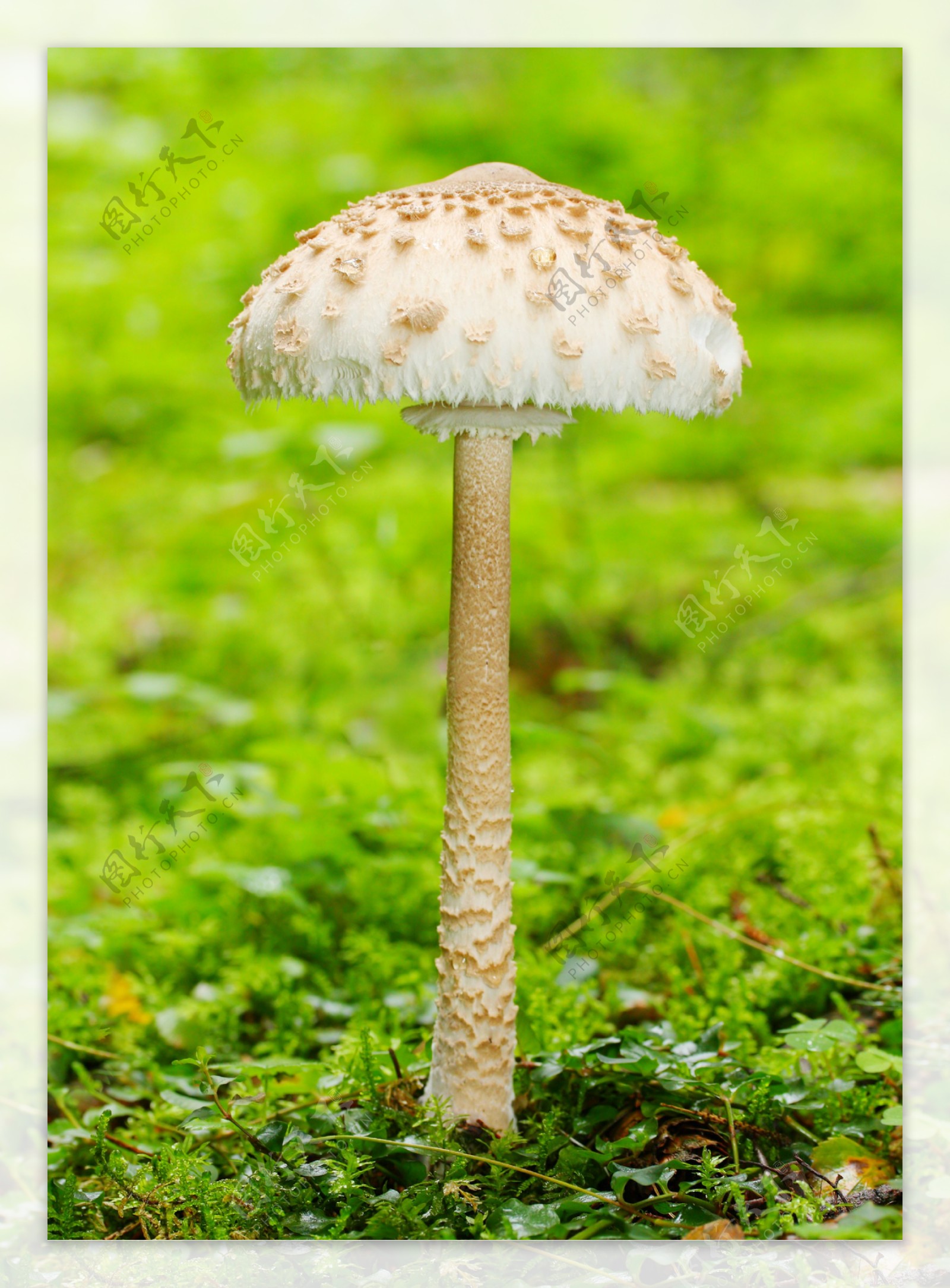 草地生长的蘑菇