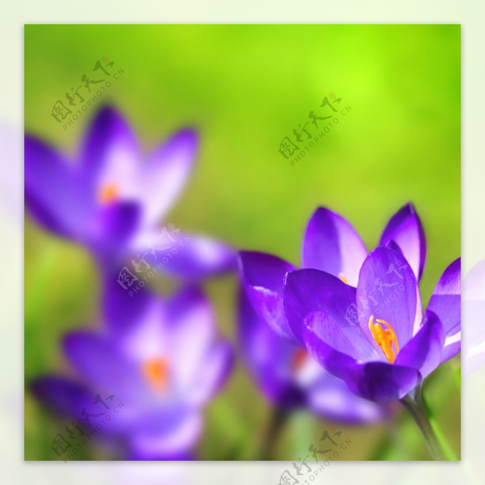 简约紫色花朵背景图