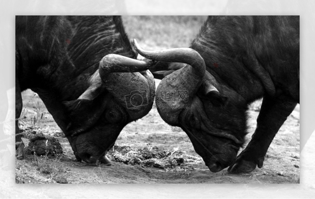 非洲水牛在阿多公园南非5
