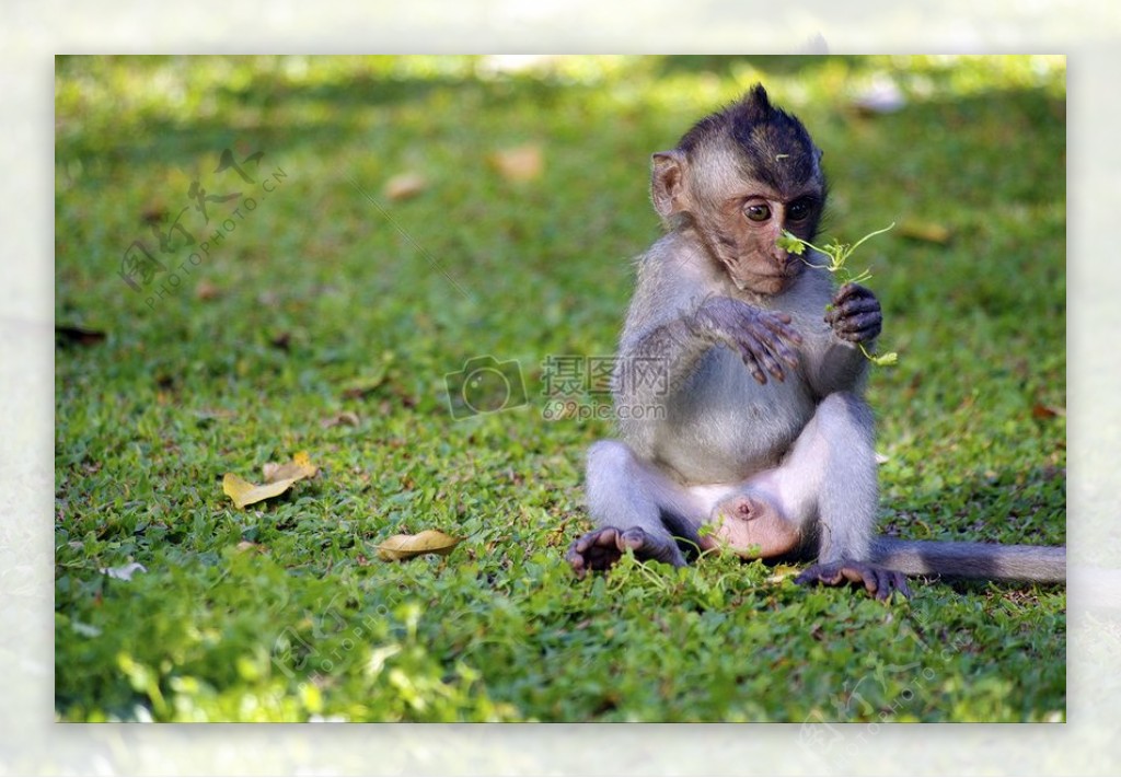 猴子在巴厘岛巴厘岛猴子阿甘