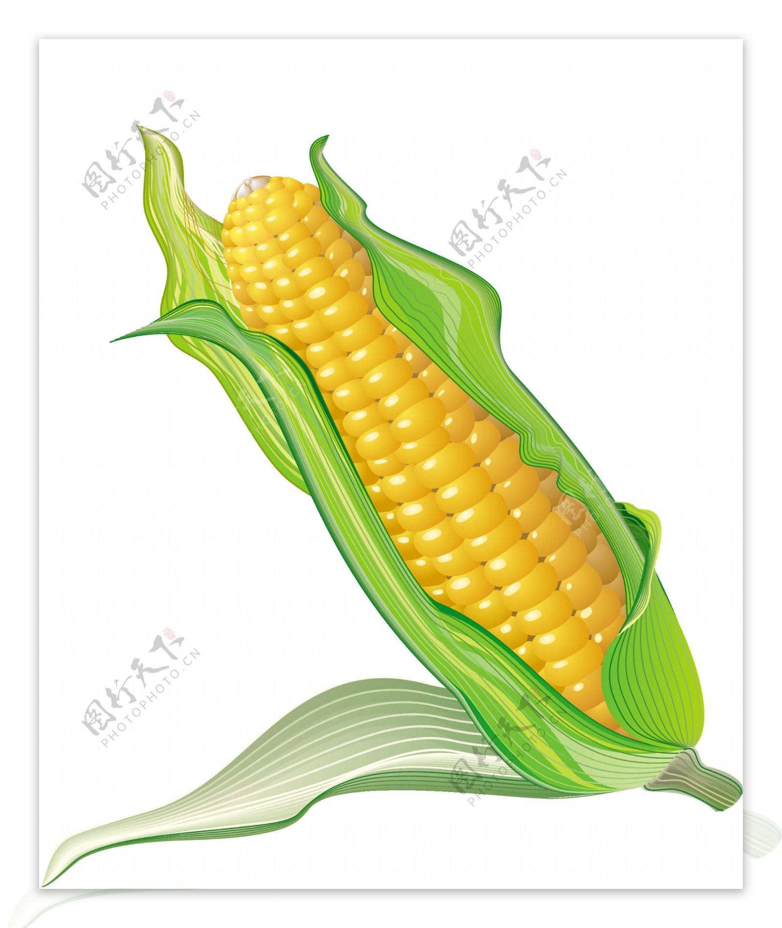 单个玉米