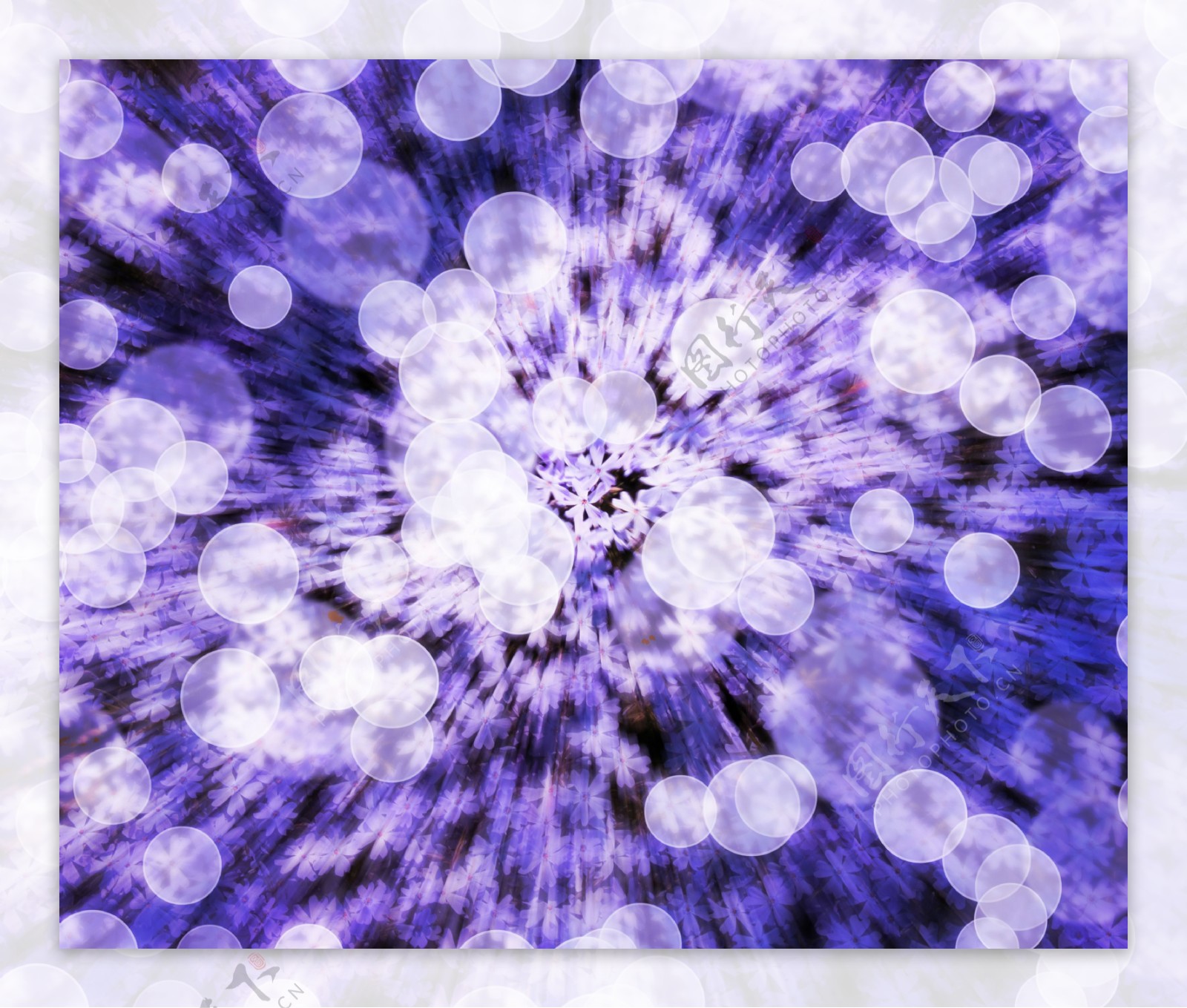 紫罗兰花背景