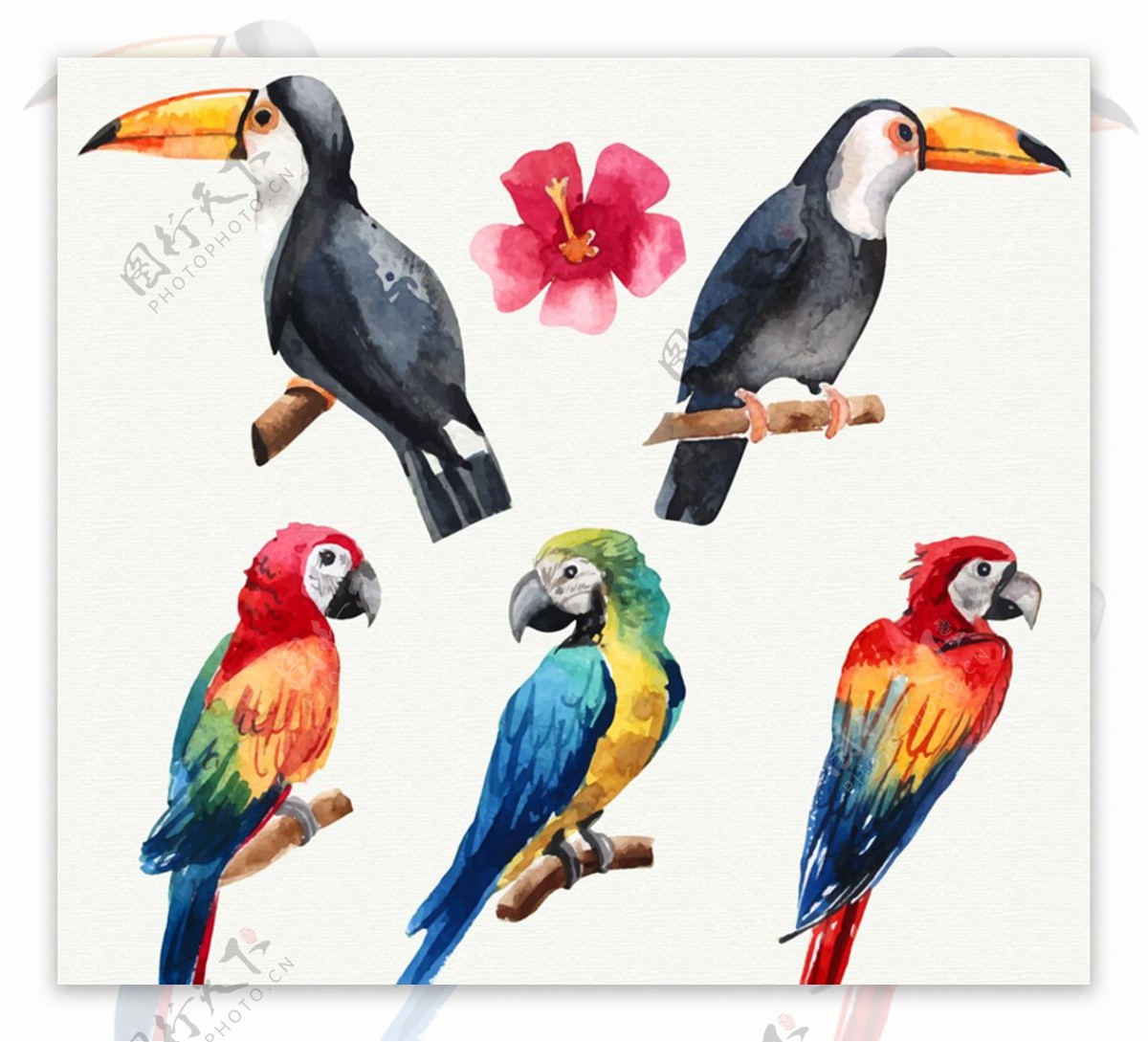 水彩绘鸟类设计矢量素材