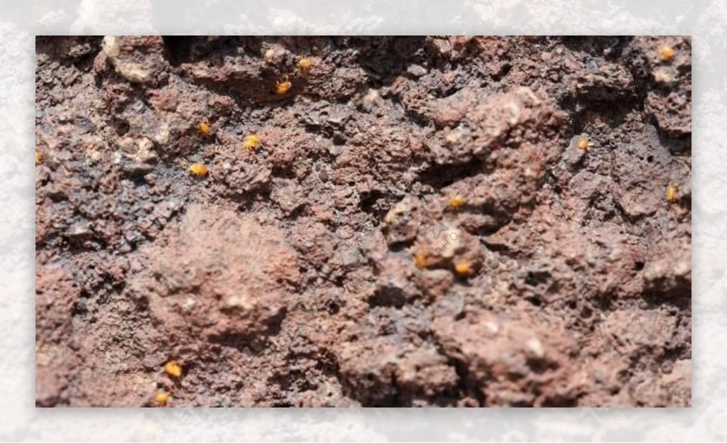 实拍泥土里乱爬的小虫子视频素材