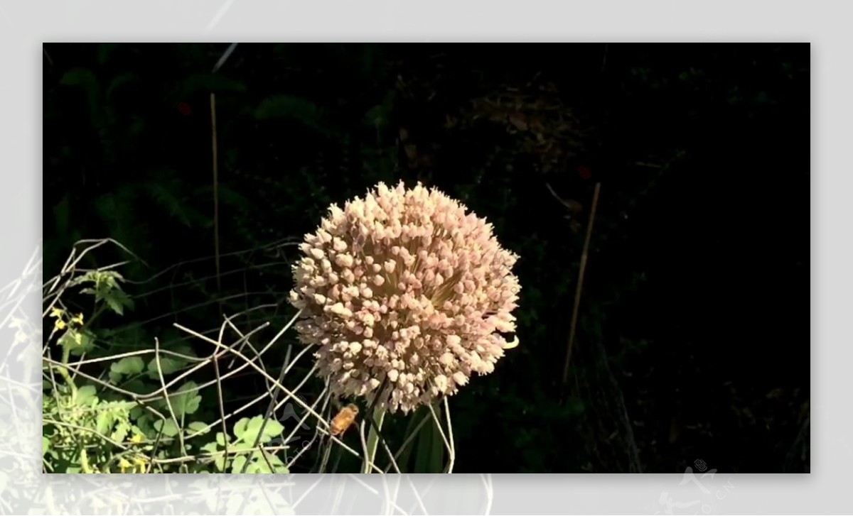 花朵下的蜜蜂视频素材