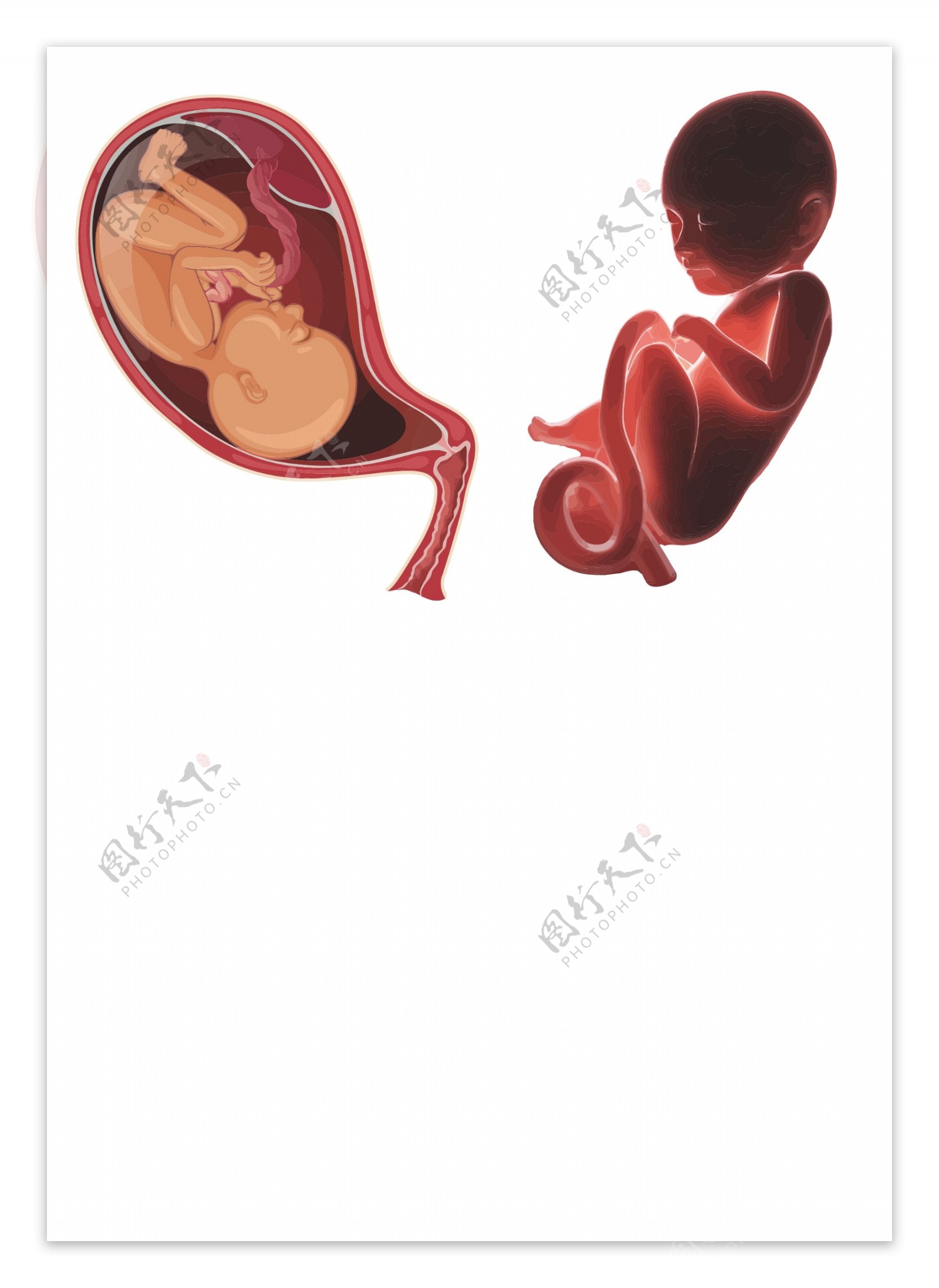 发育中的胚胎
