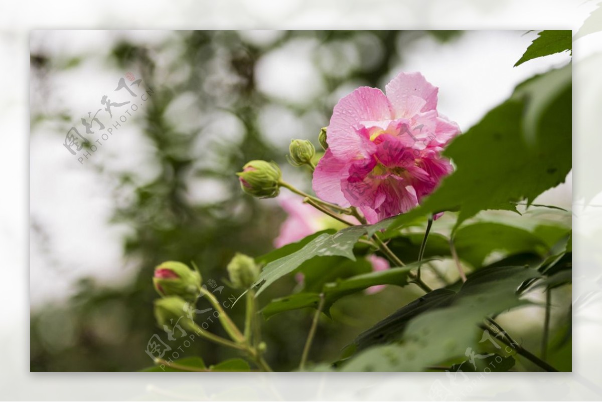 芙蓉花