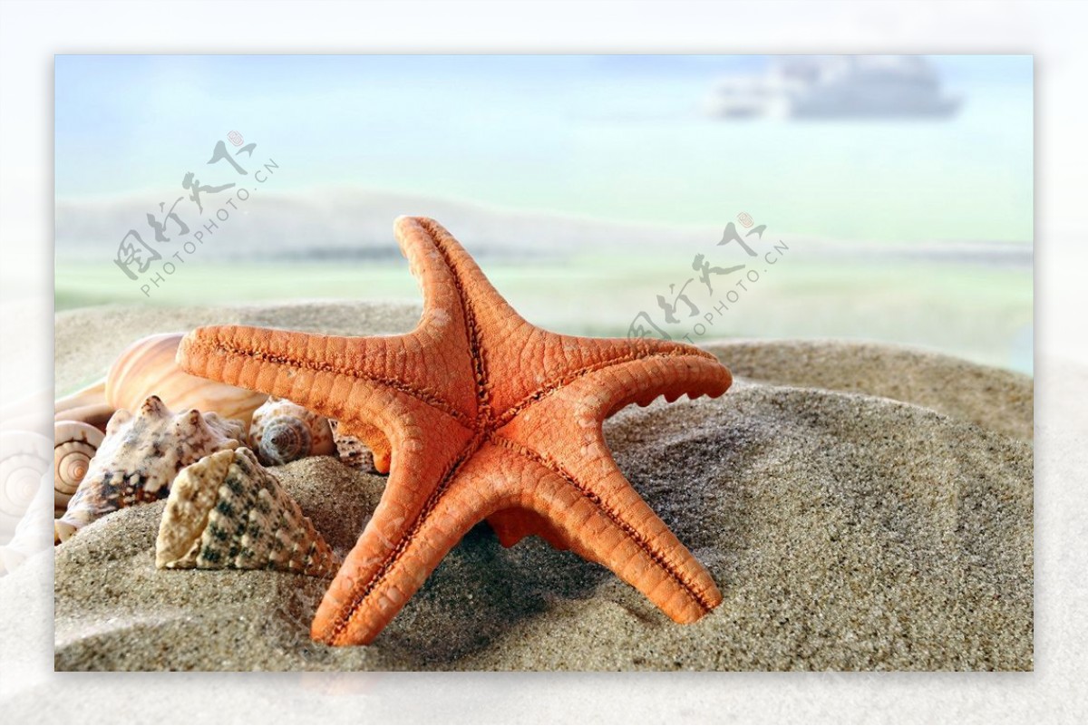 漂亮的海星和贝壳砂海洋贝类